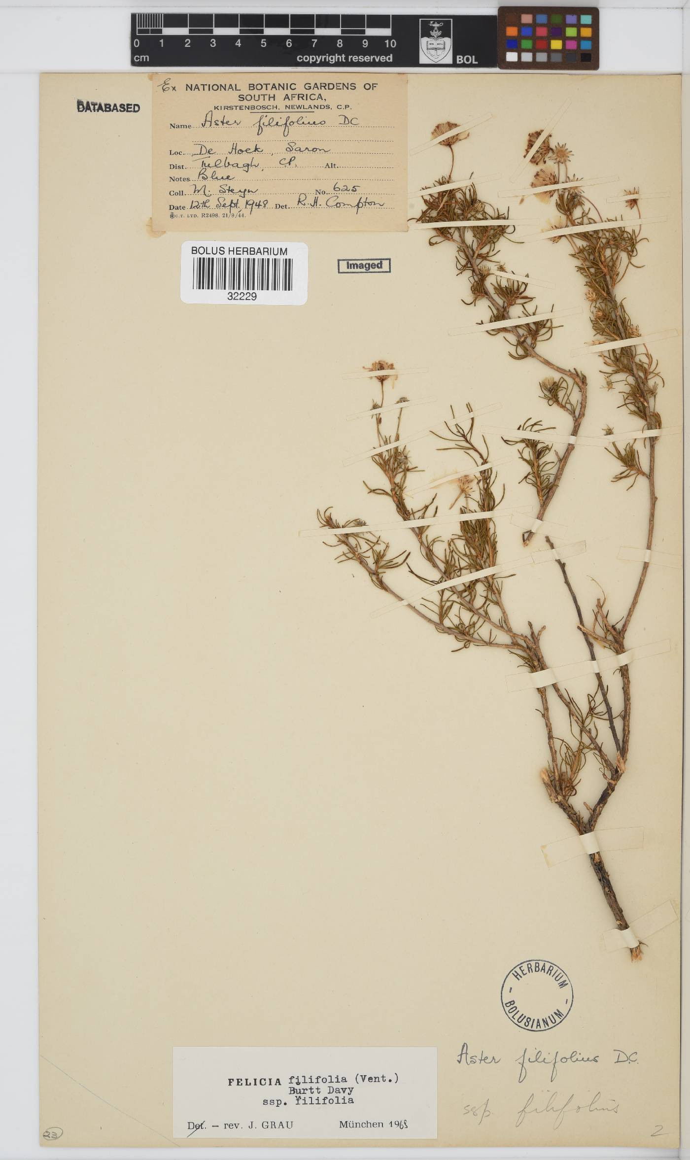 Felicia filifolia image