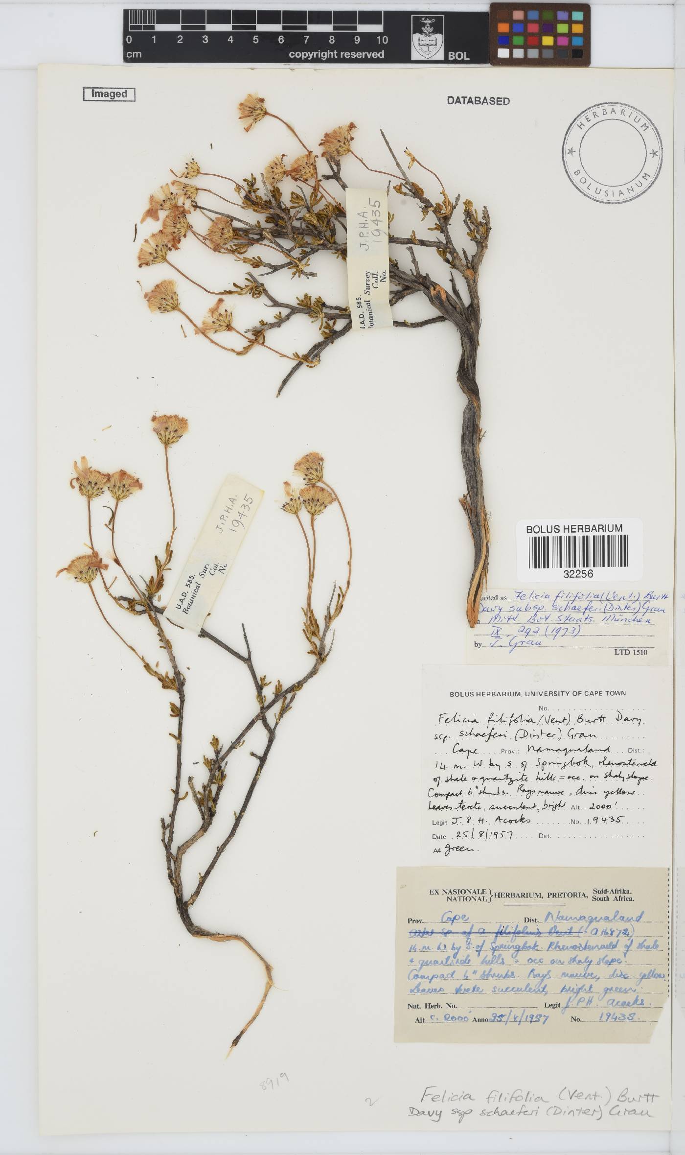 Felicia filifolia subsp. schaeferi image