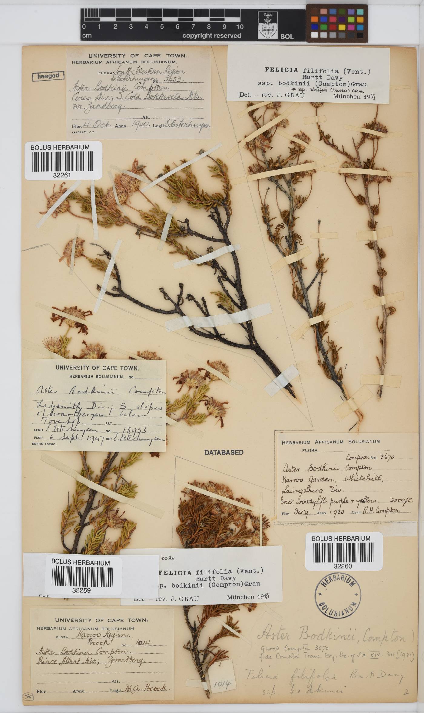 Felicia filifolia subsp. bodkinii image