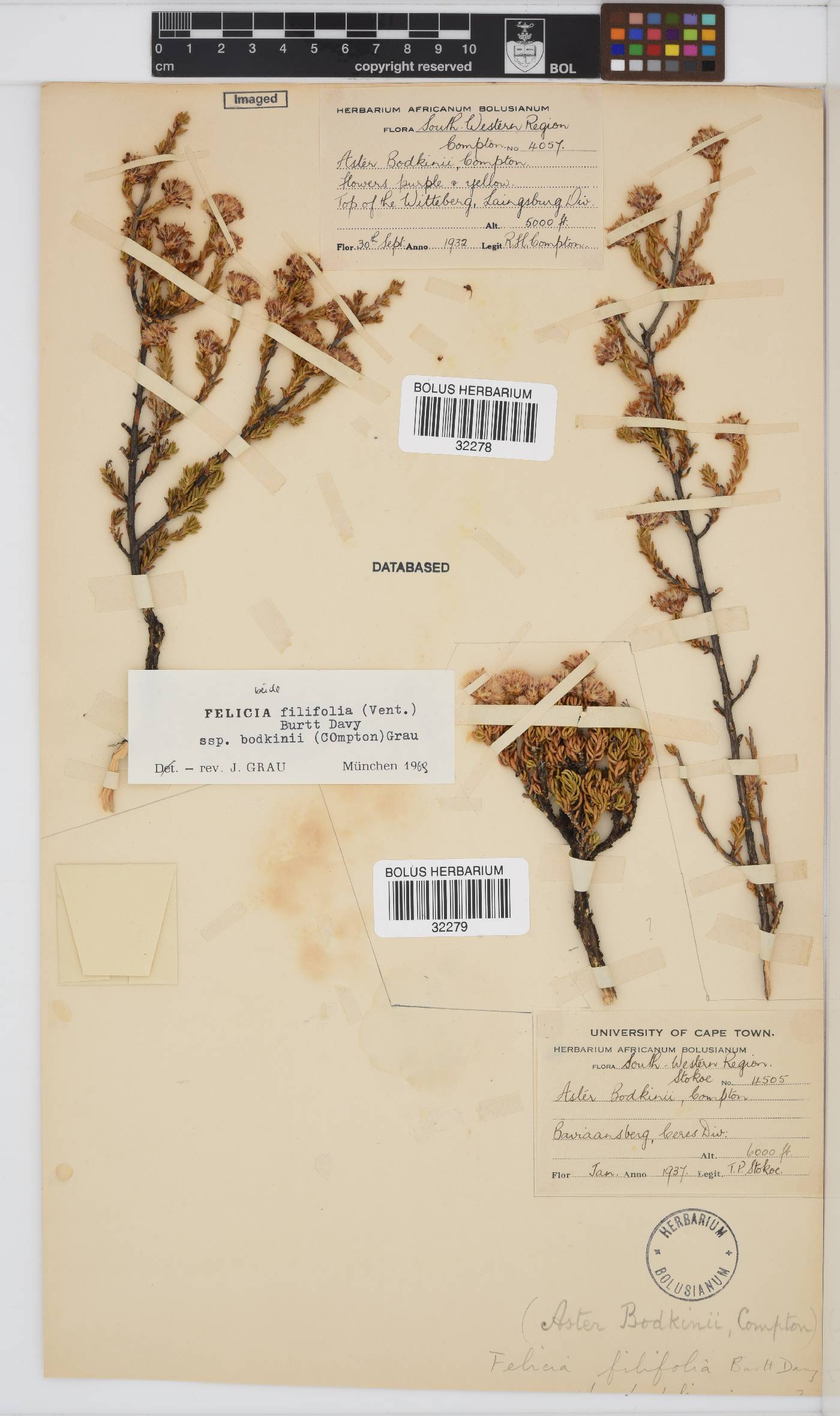 Felicia filifolia subsp. bodkinii image