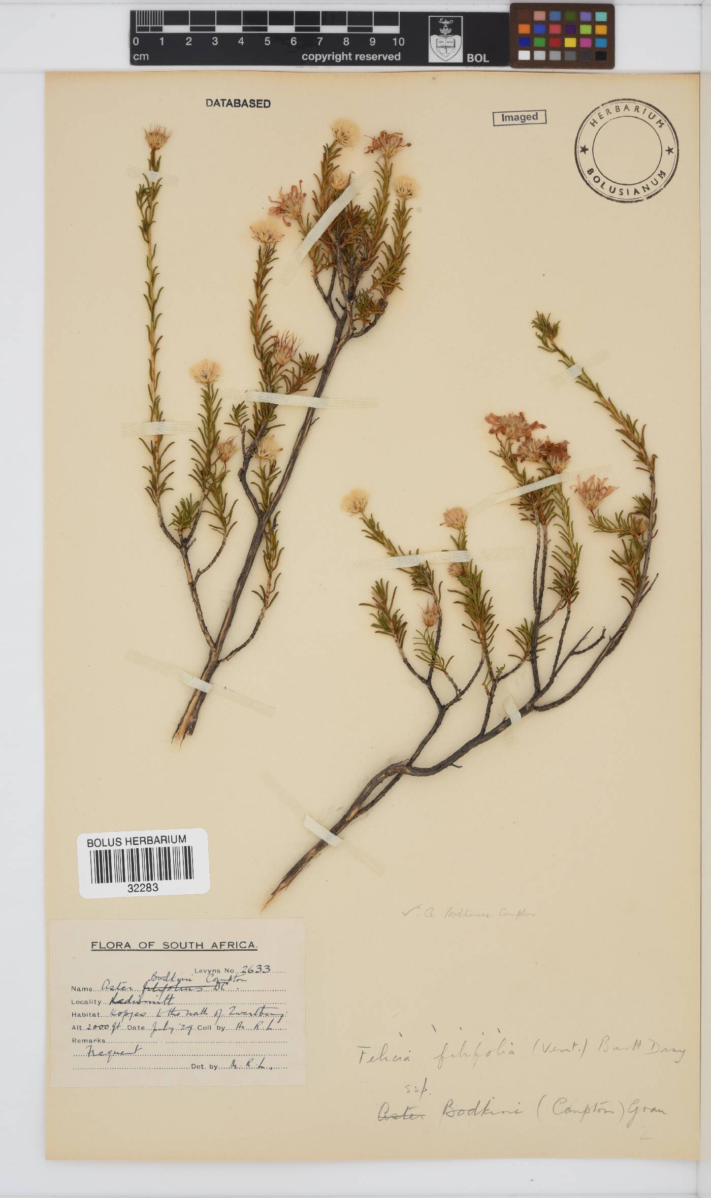 Felicia filifolia subsp. bodkinii image