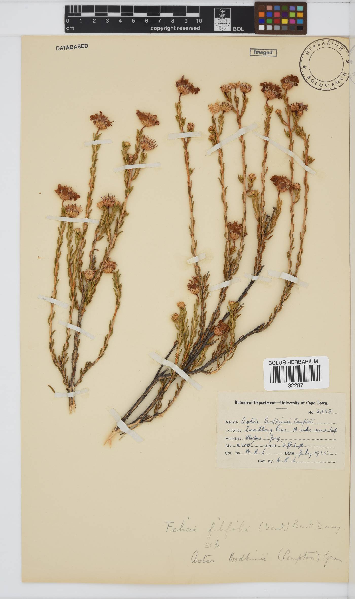 Felicia filifolia image