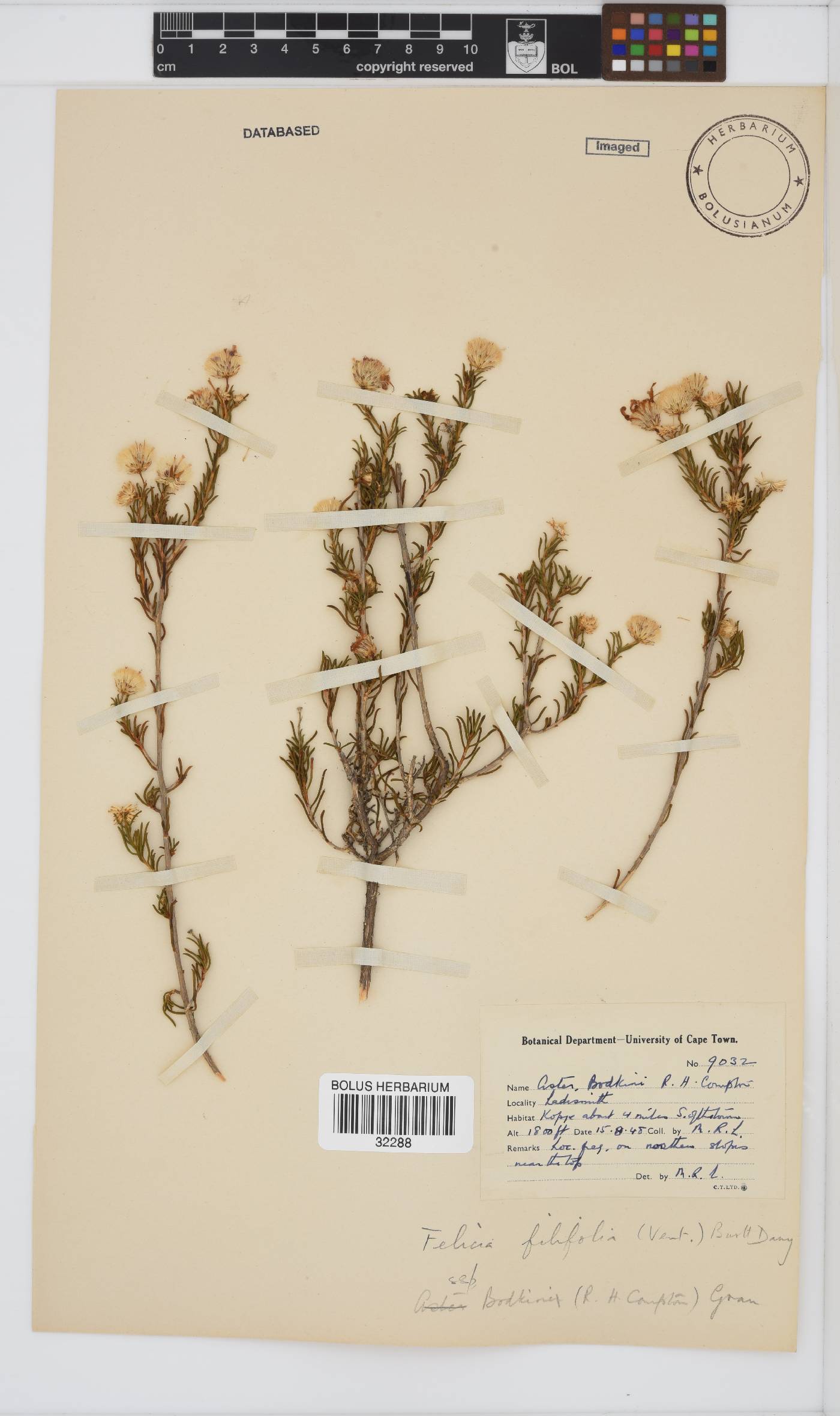 Felicia filifolia subsp. bodkinii image