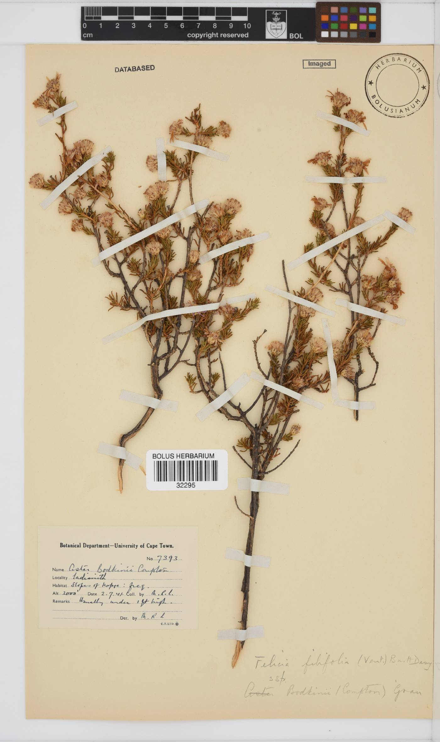 Felicia filifolia subsp. bodkinii image