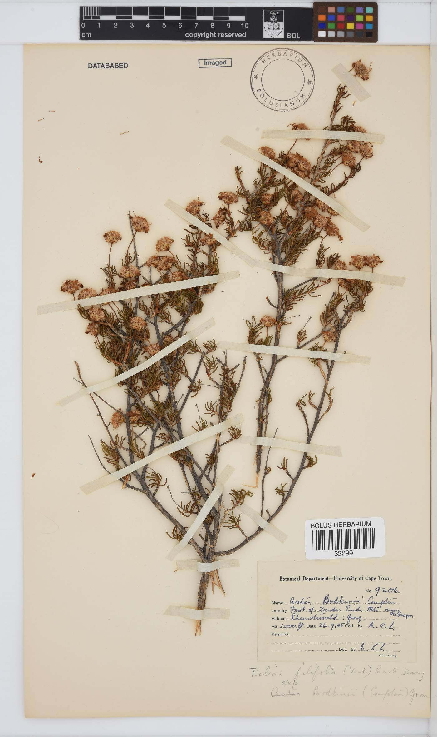 Felicia filifolia subsp. bodkinii image
