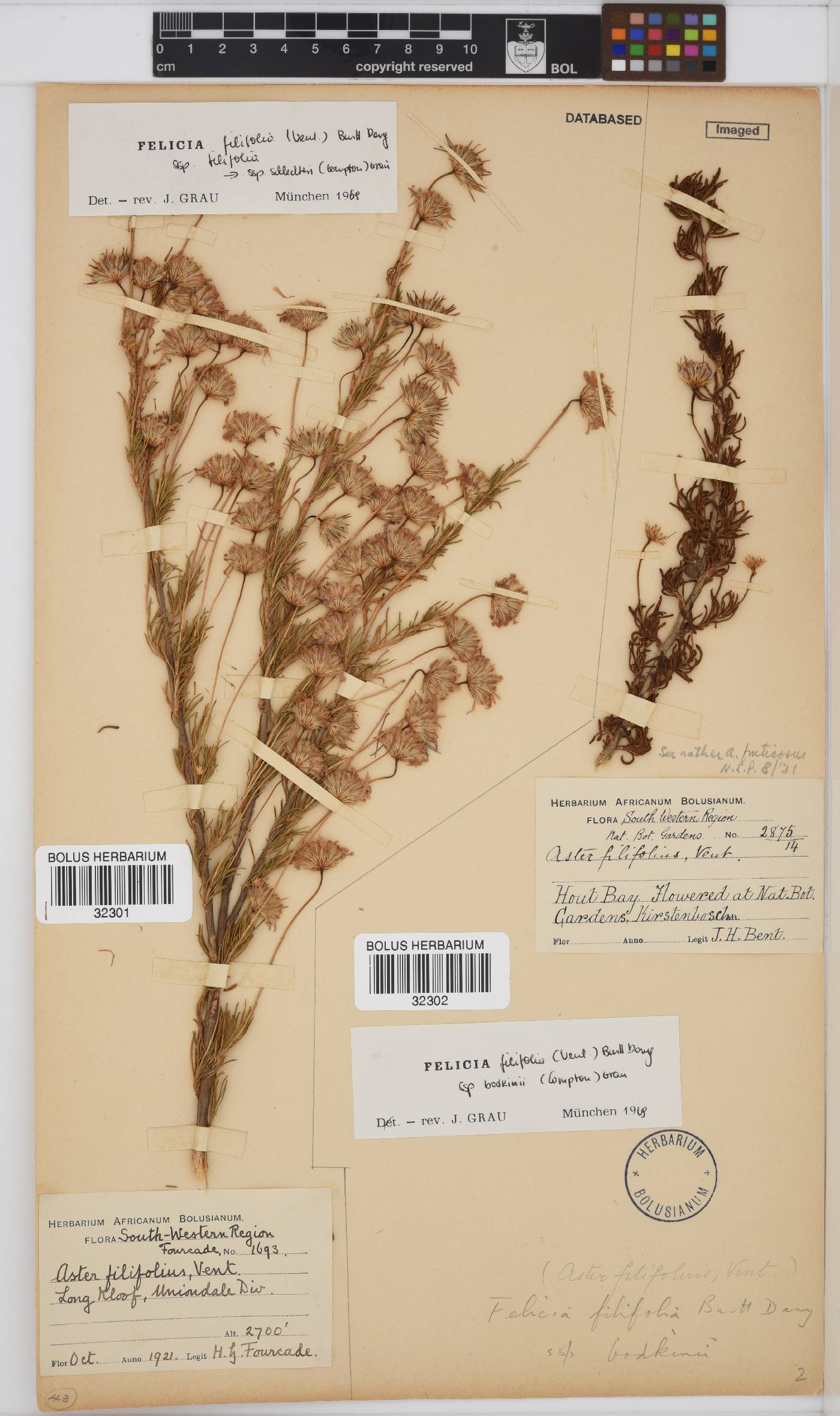Felicia filifolia subsp. bodkinii image