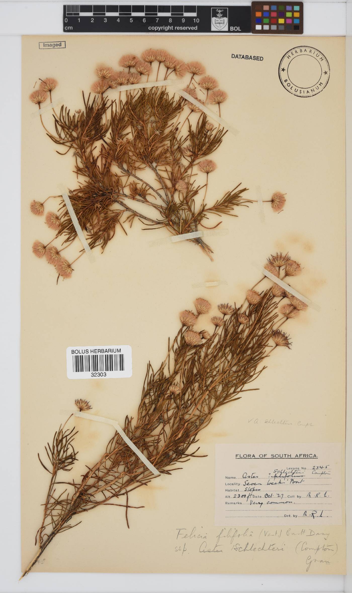 Felicia filifolia subsp. schlechteri image