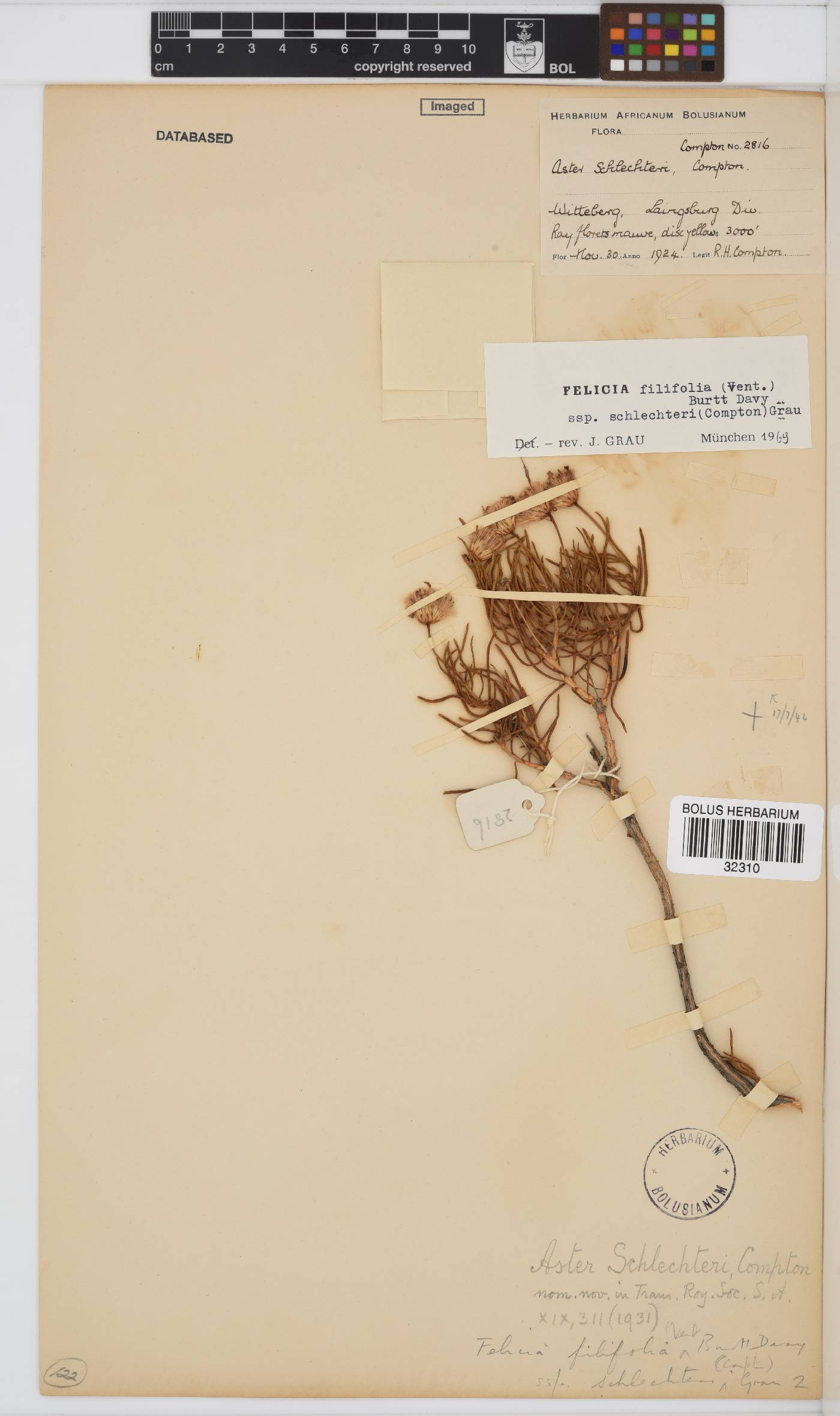 Felicia filifolia image