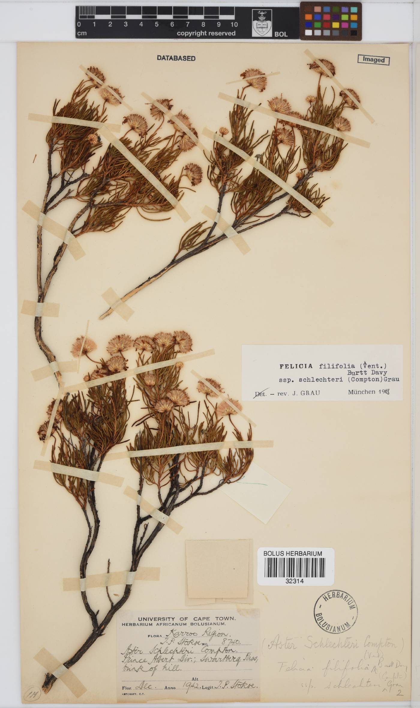 Felicia filifolia subsp. schlechteri image