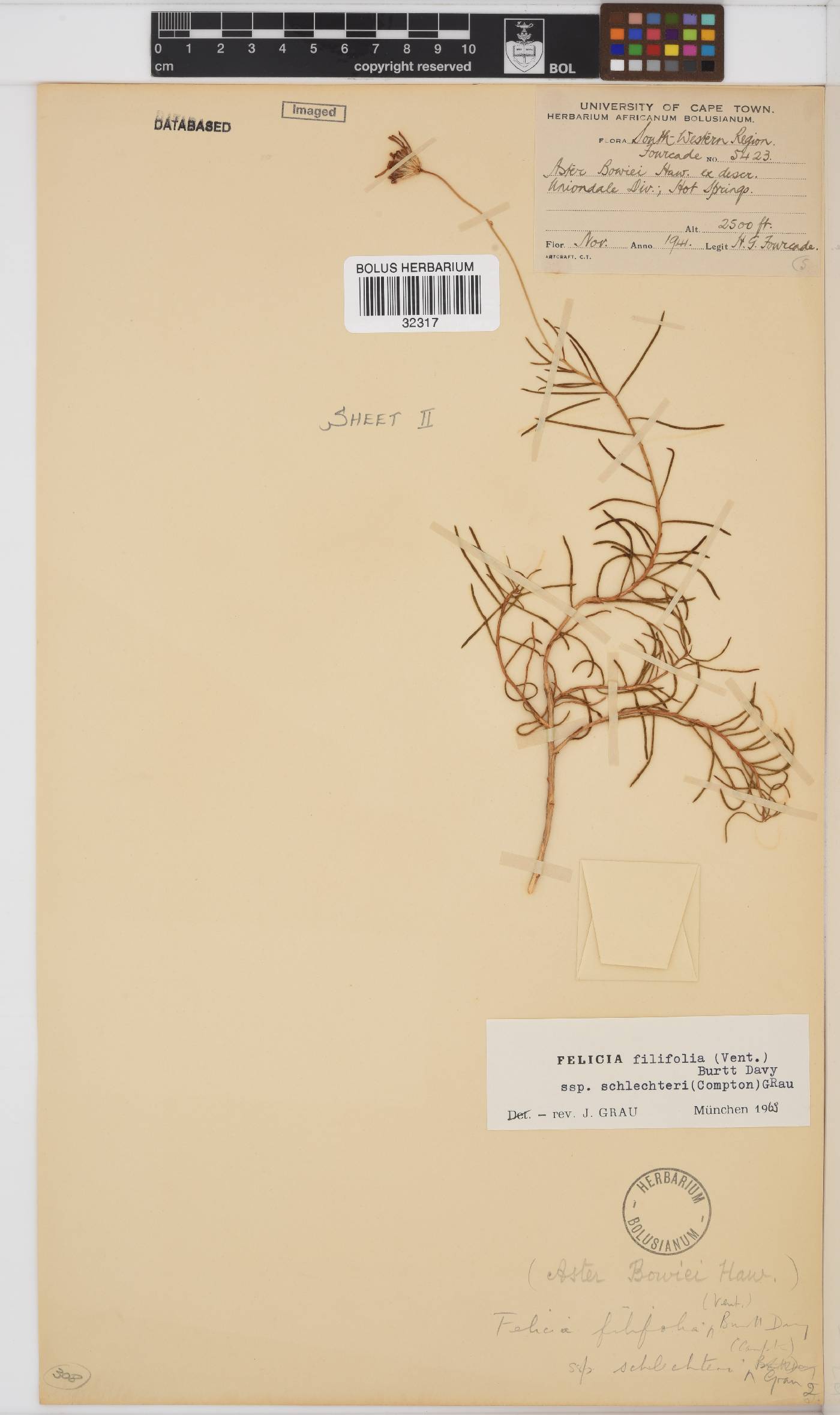 Felicia filifolia subsp. schlechteri image