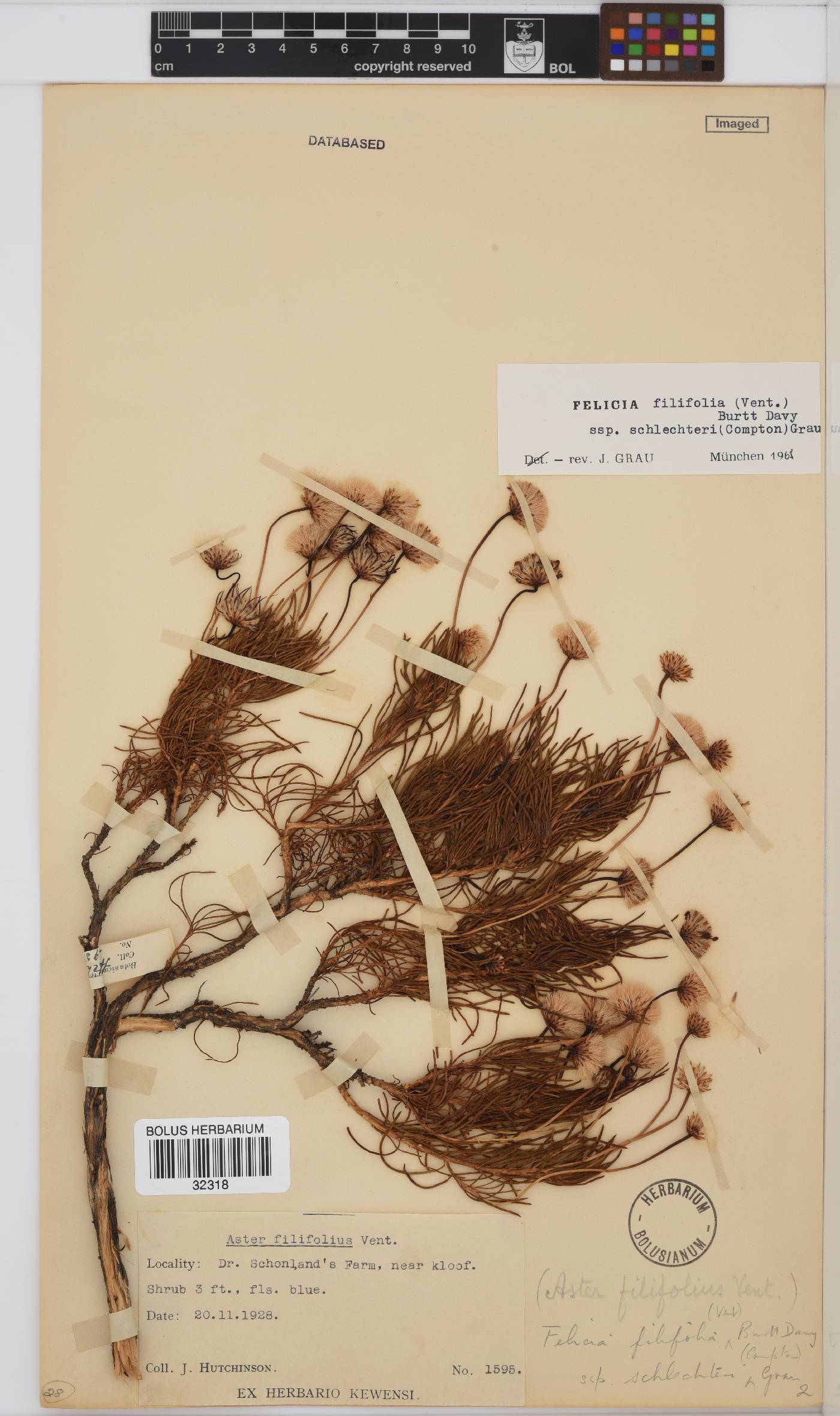 Felicia filifolia subsp. schlechteri image
