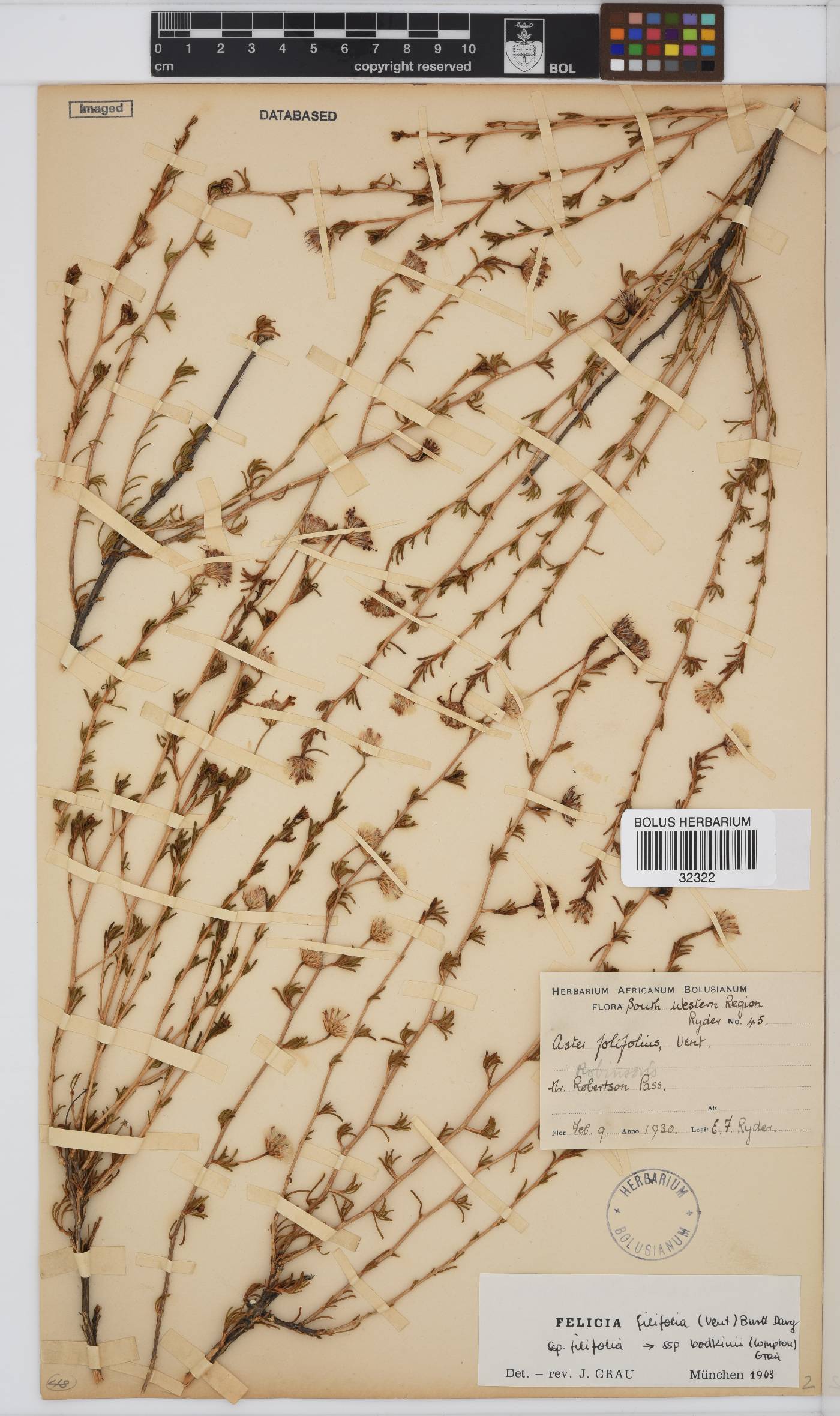 Felicia filifolia subsp. bodkinii image