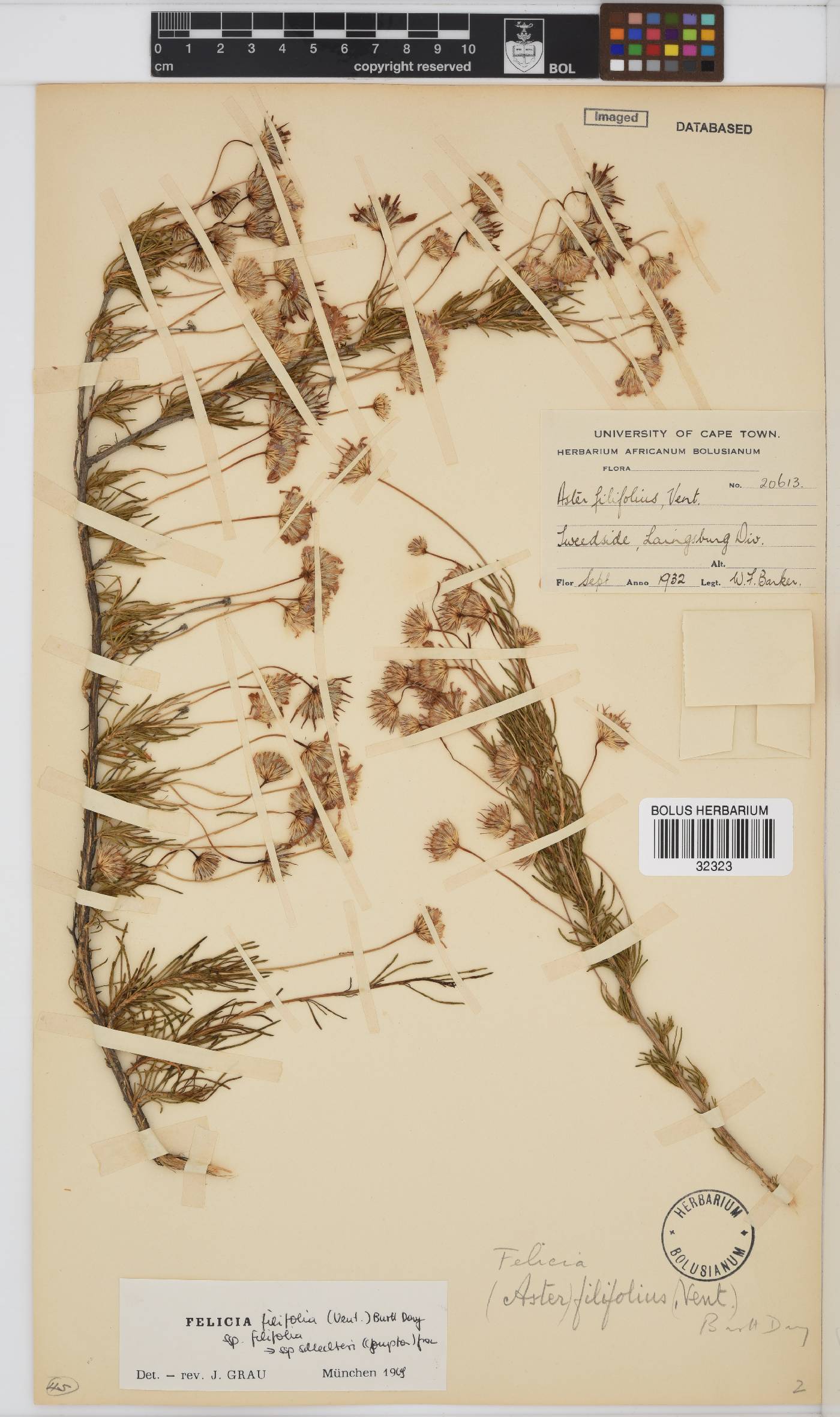 Felicia filifolia subsp. schlechteri image