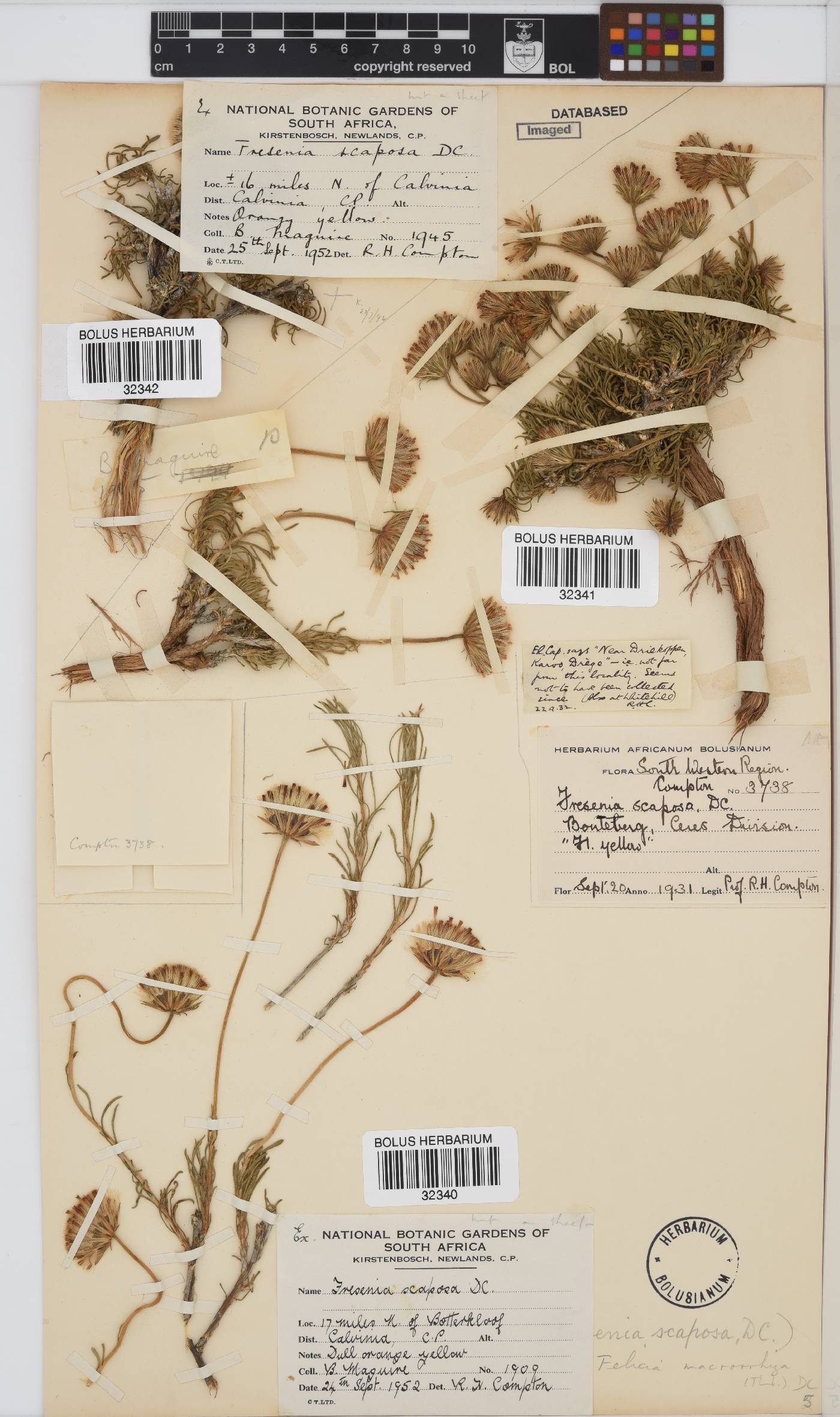 Felicia macrorrhiza image