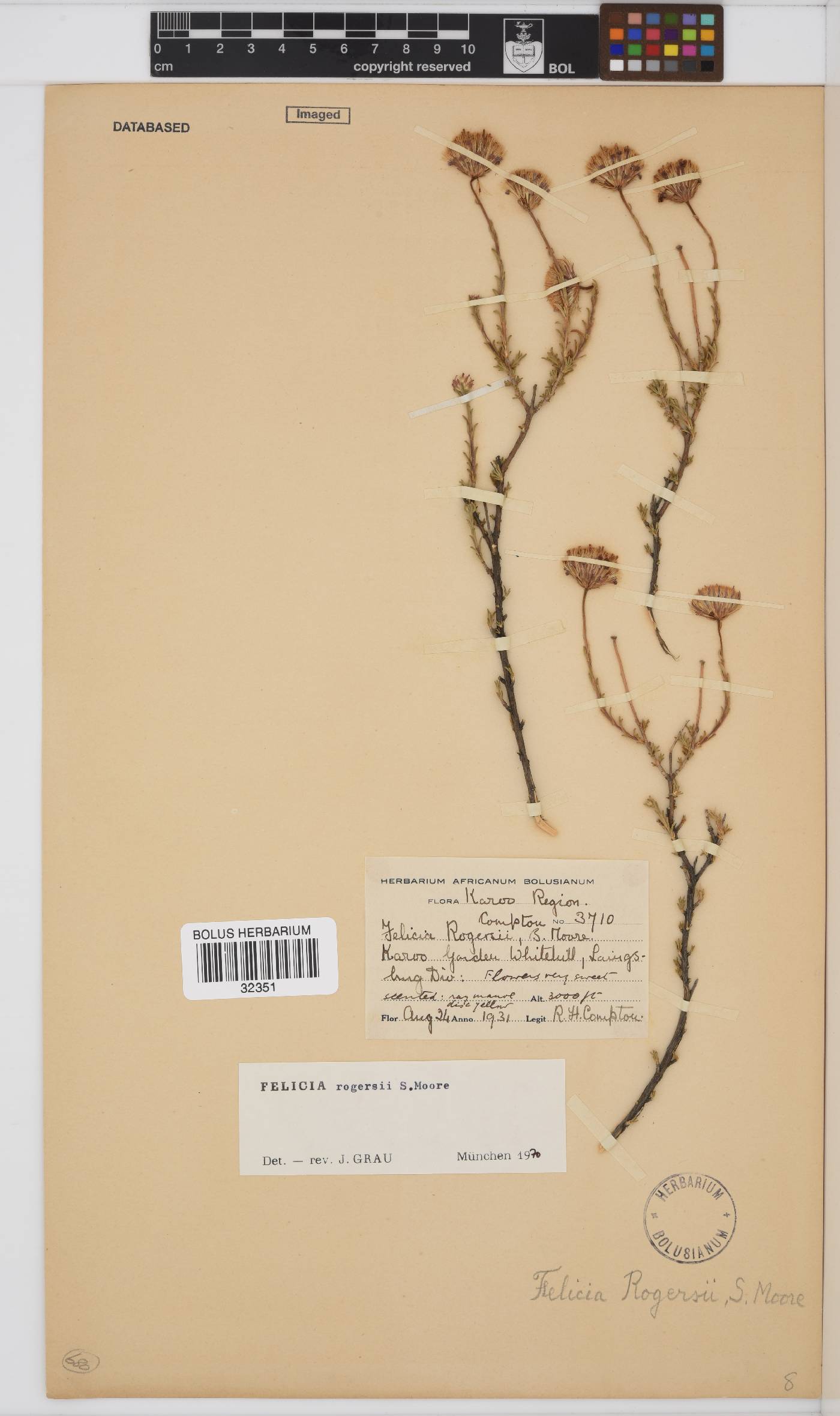 Felicia rogersii image