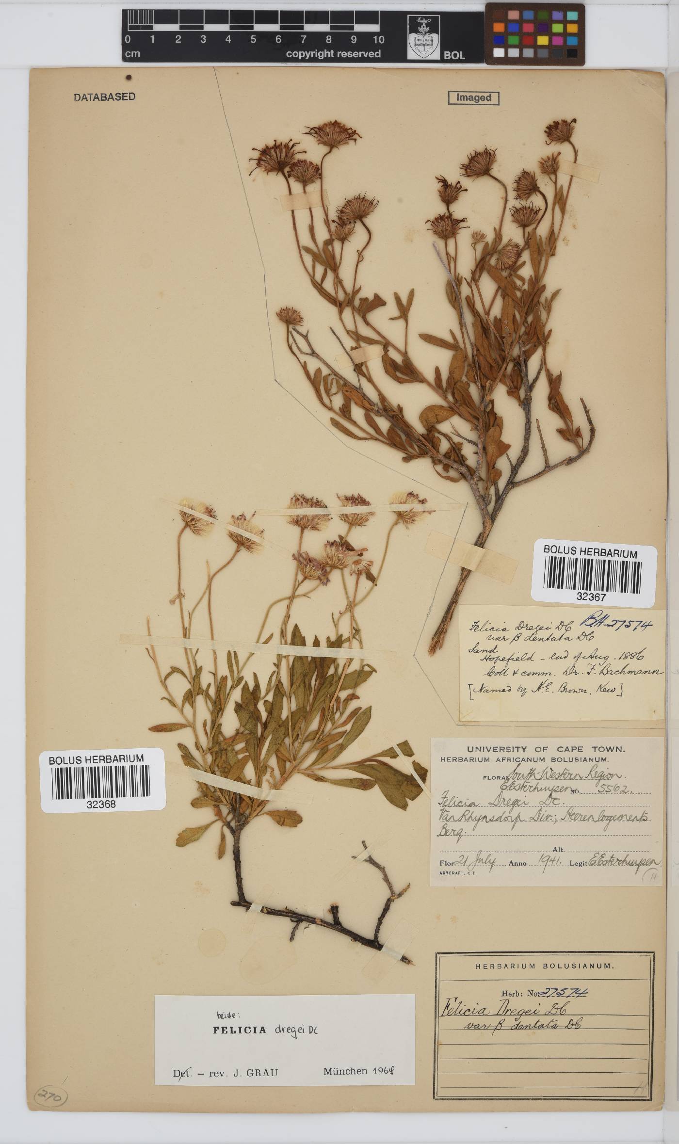 Felicia dregei image