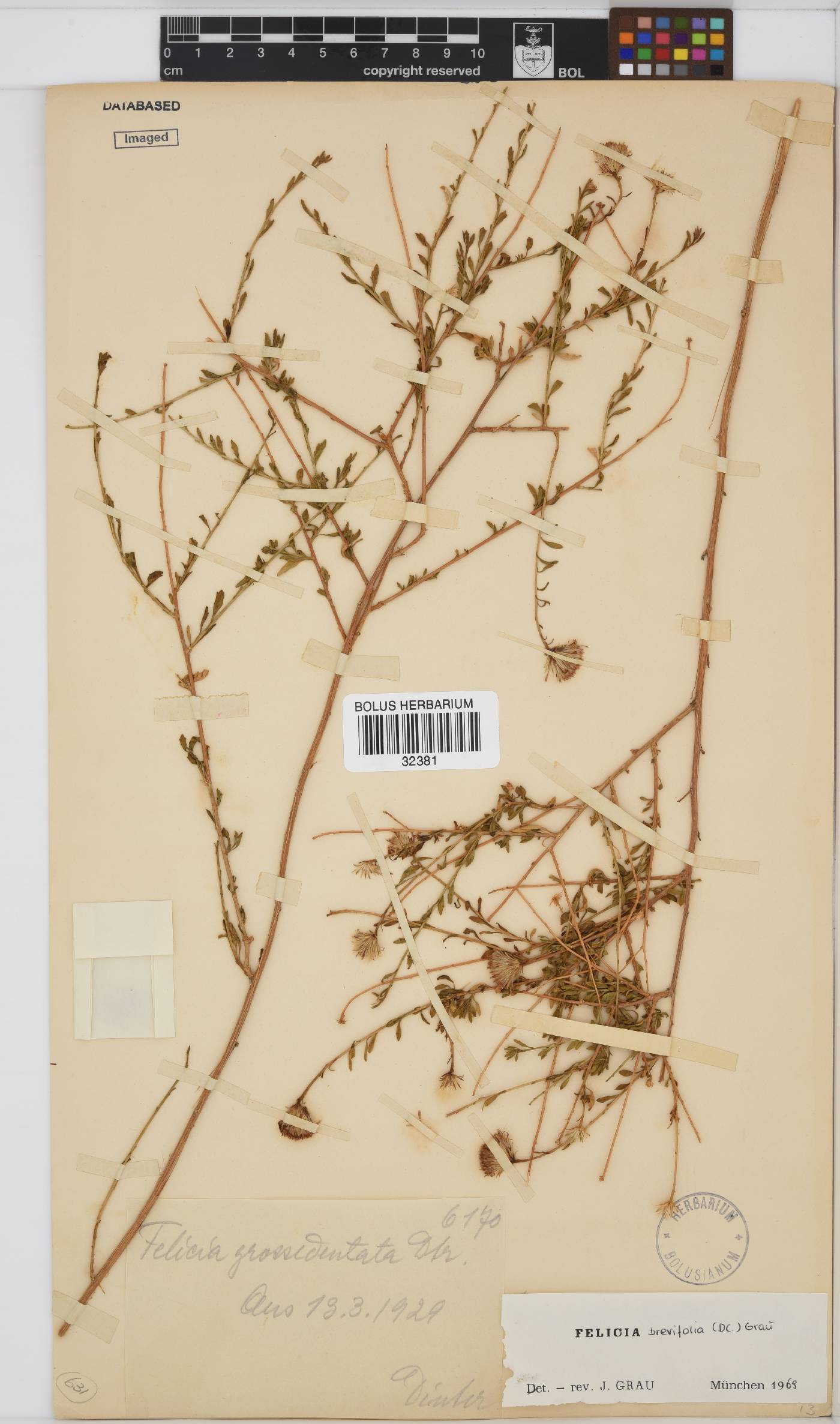 Felicia brevifolia image