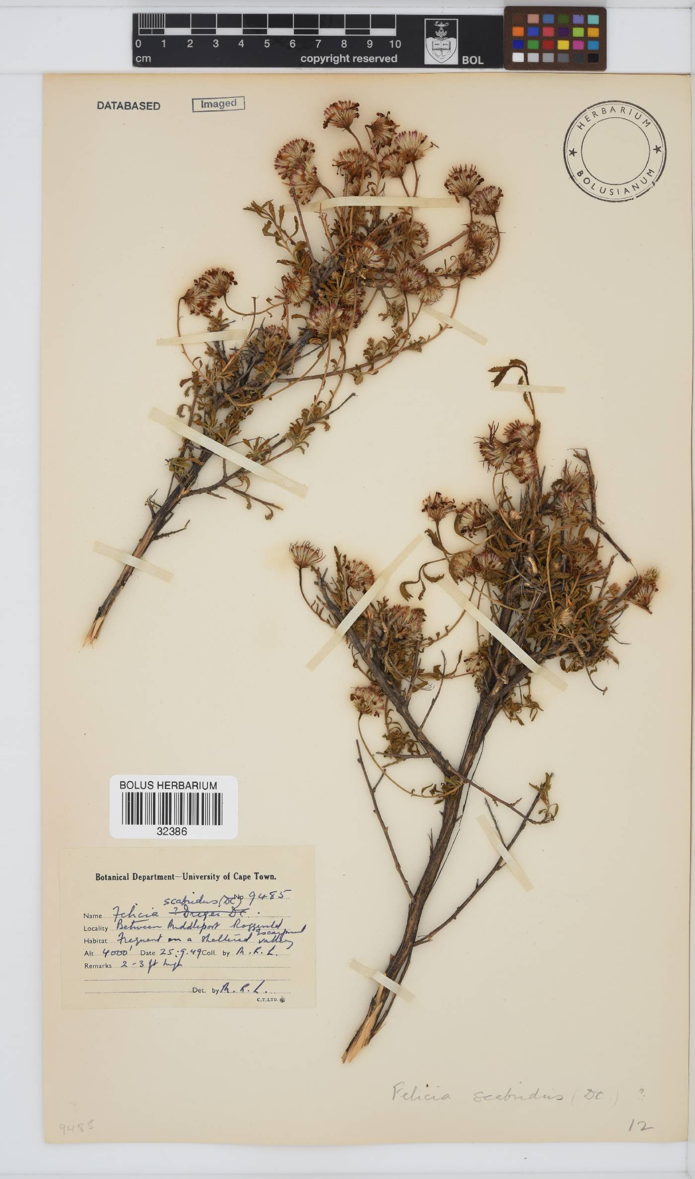 Felicia scabrida image