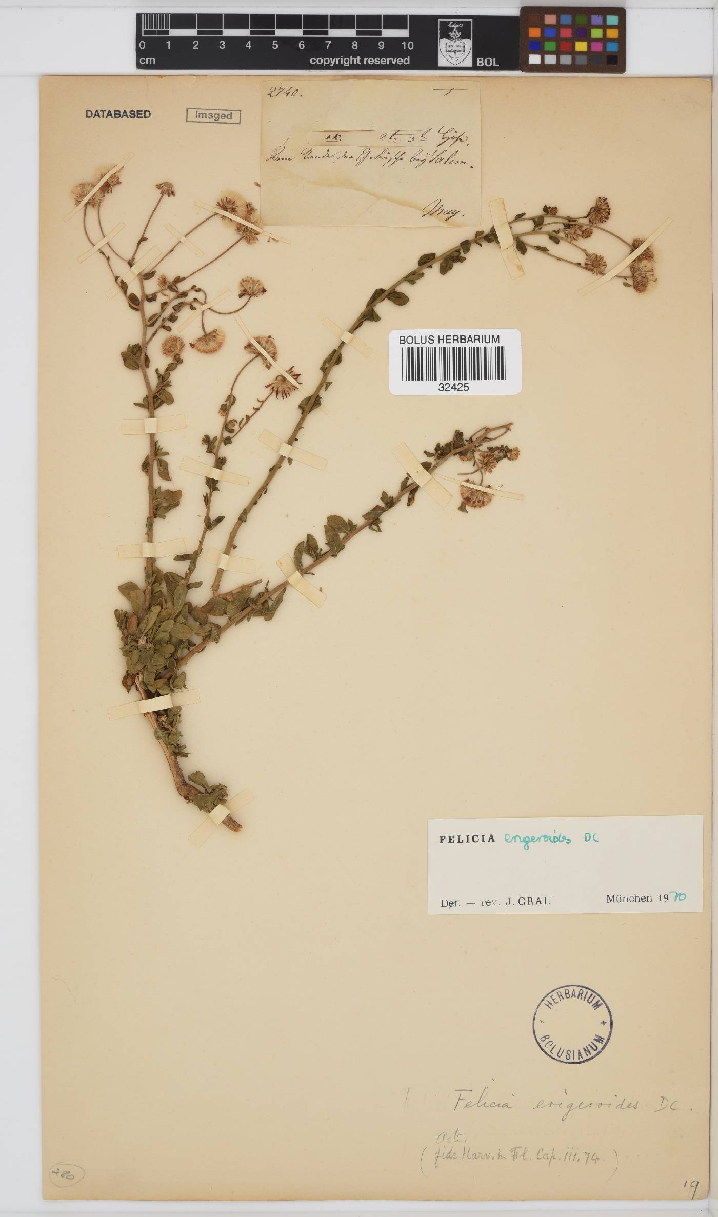 Felicia erigeroides image