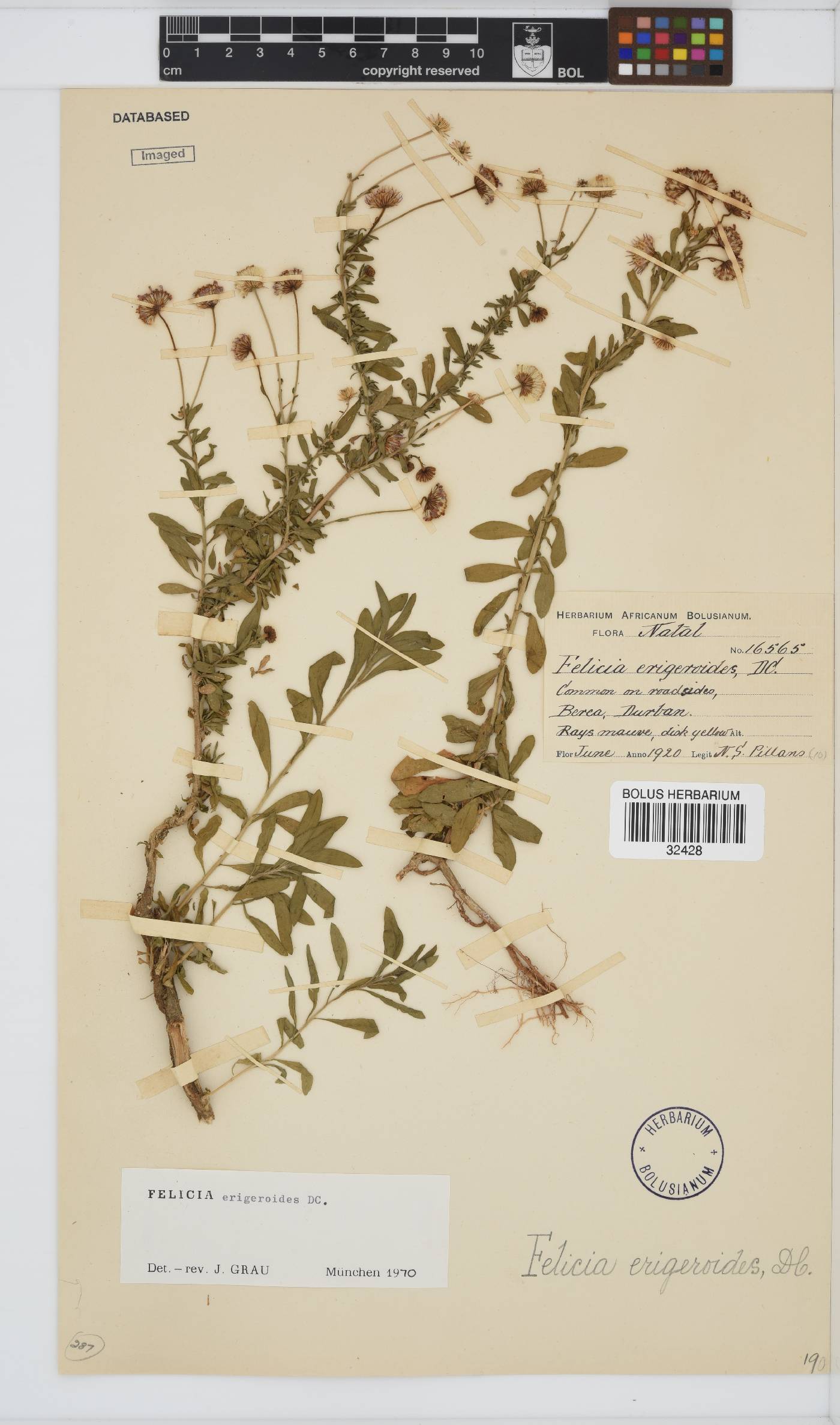 Felicia erigeroides image