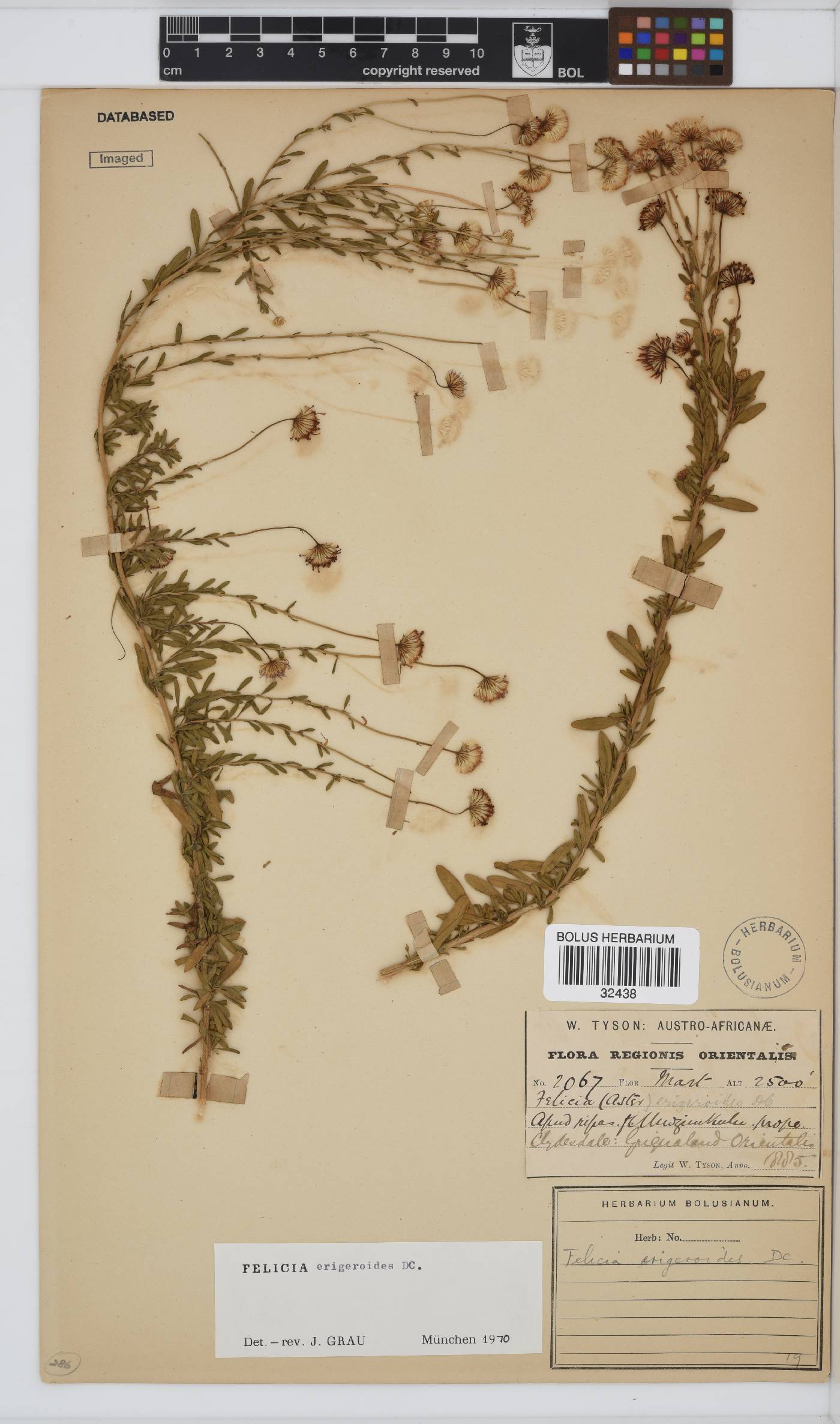 Felicia erigeroides image