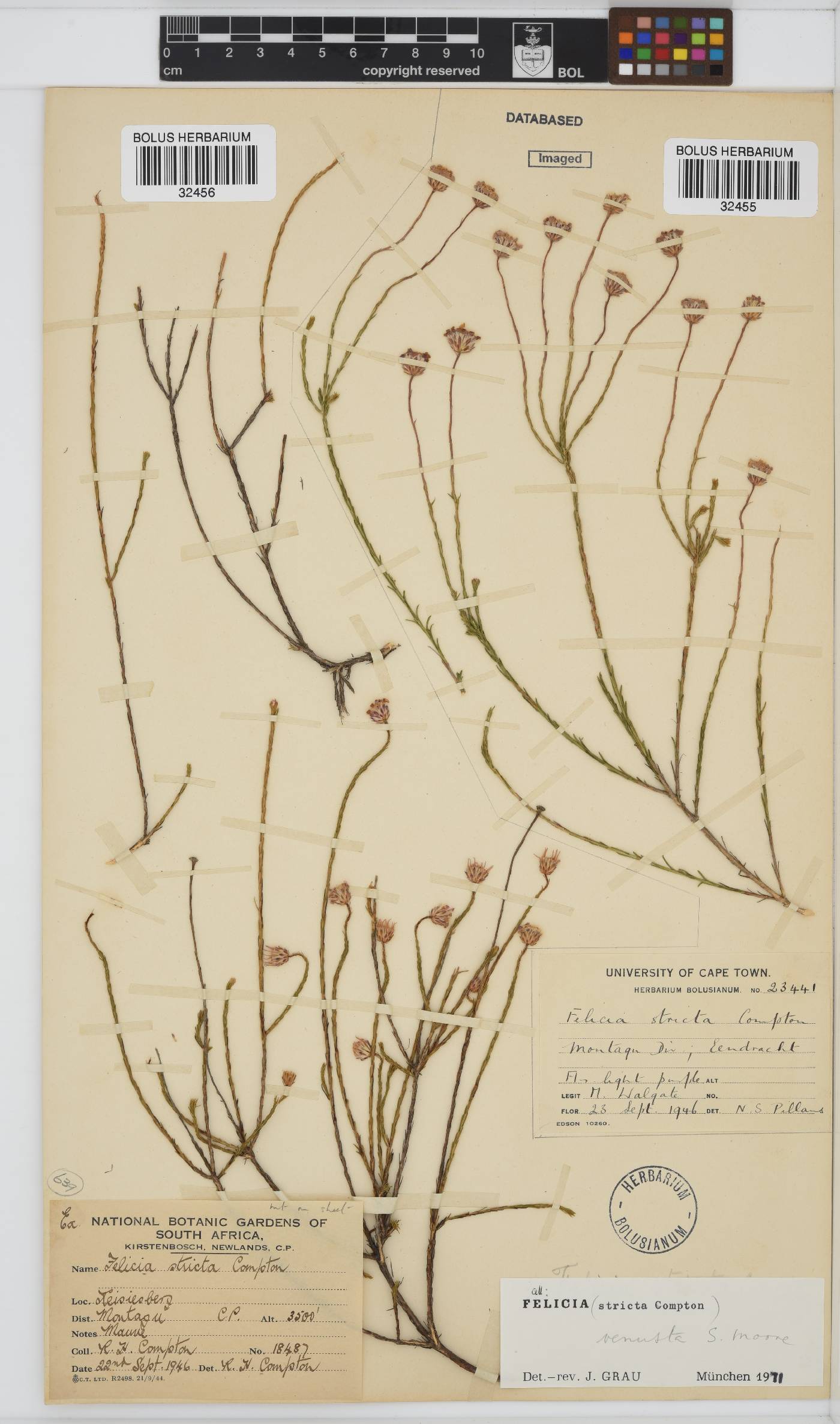 Felicia venusta image