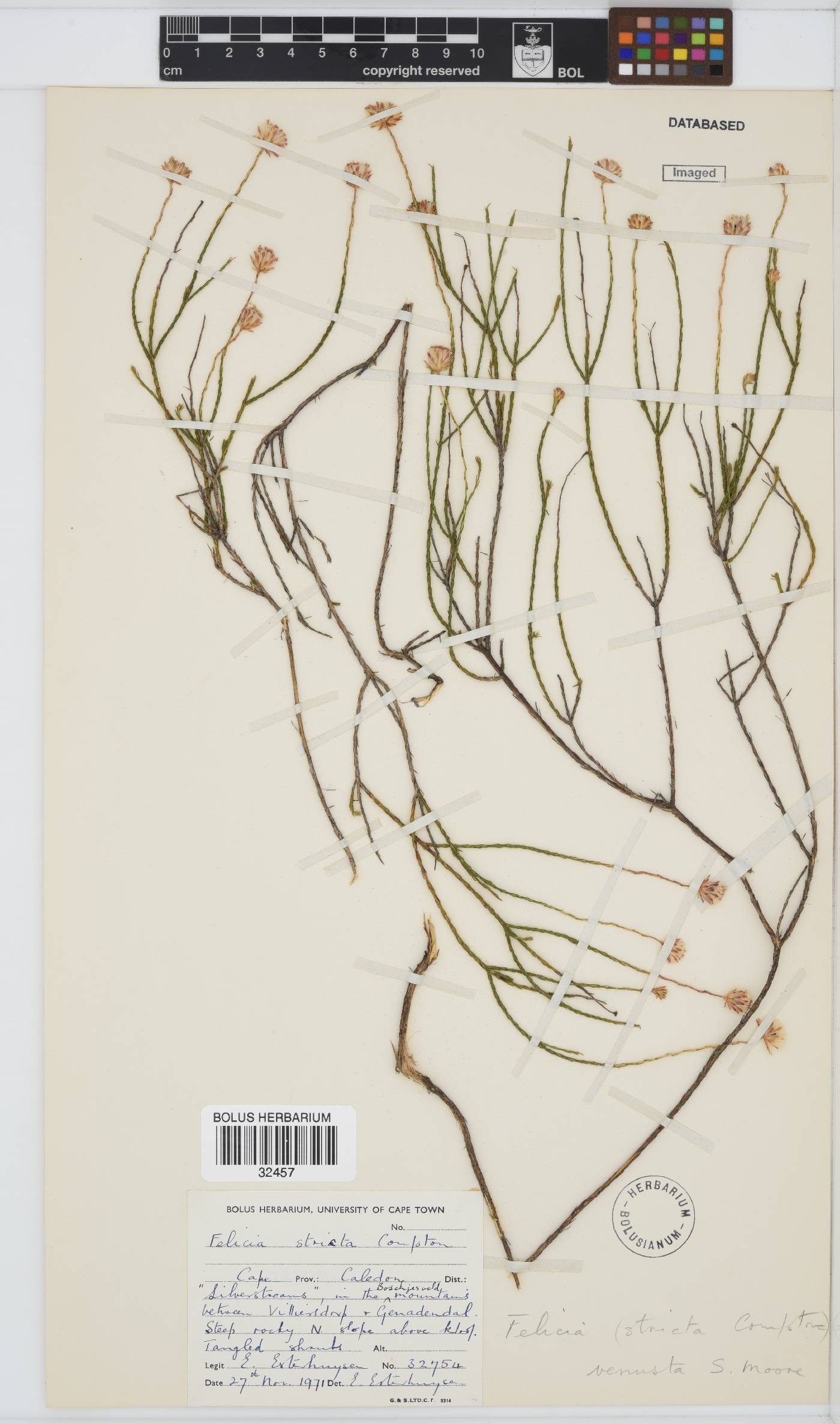 Felicia venusta image