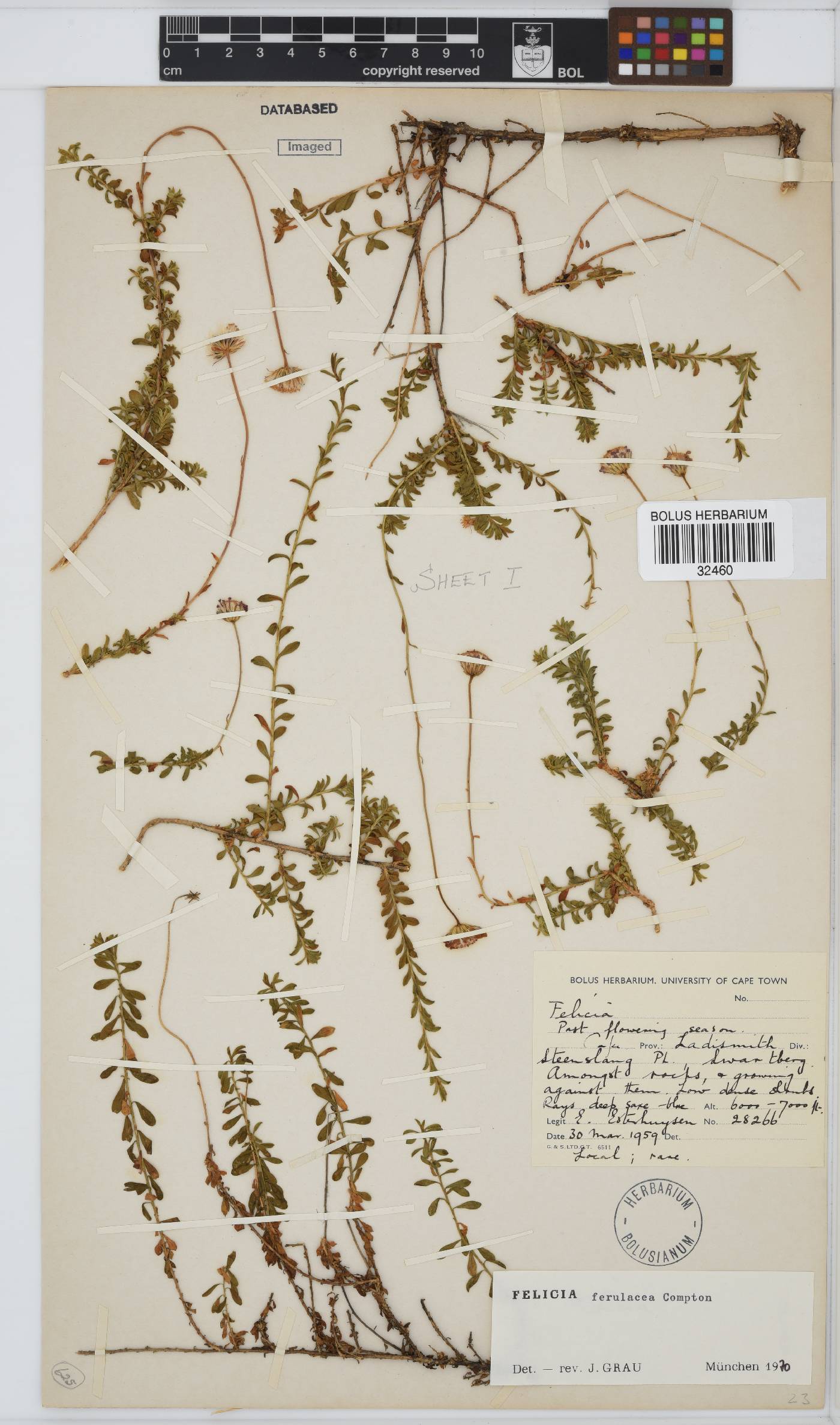 Felicia ferulacea image