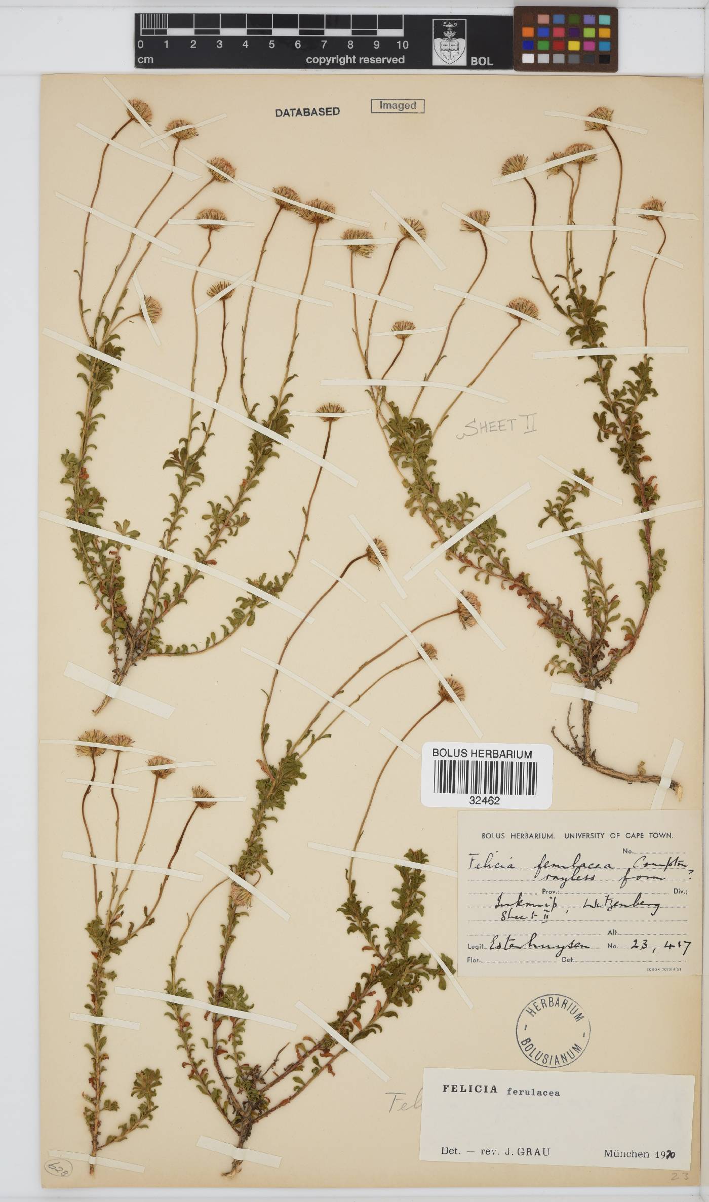 Felicia ferulacea image