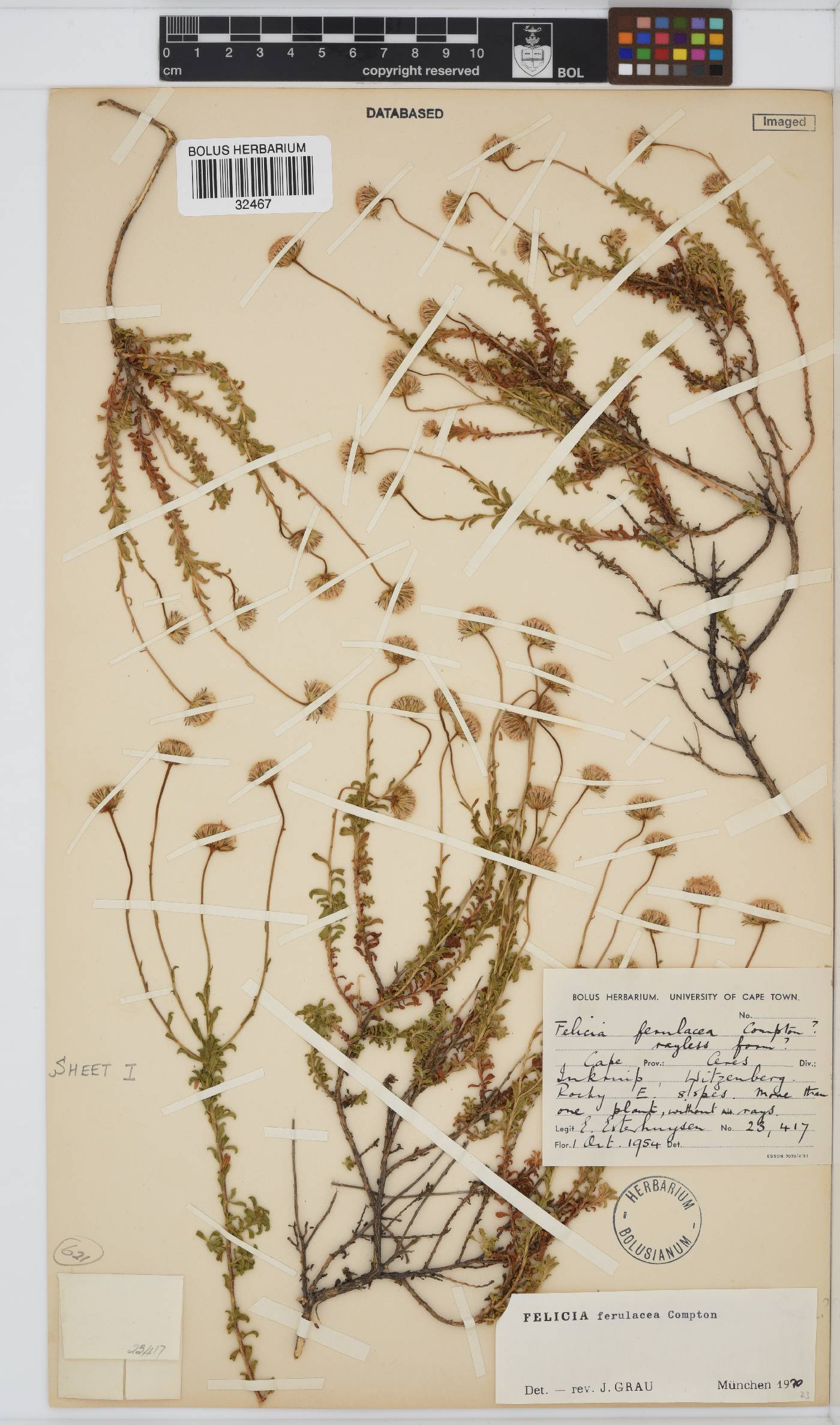 Felicia ferulacea image