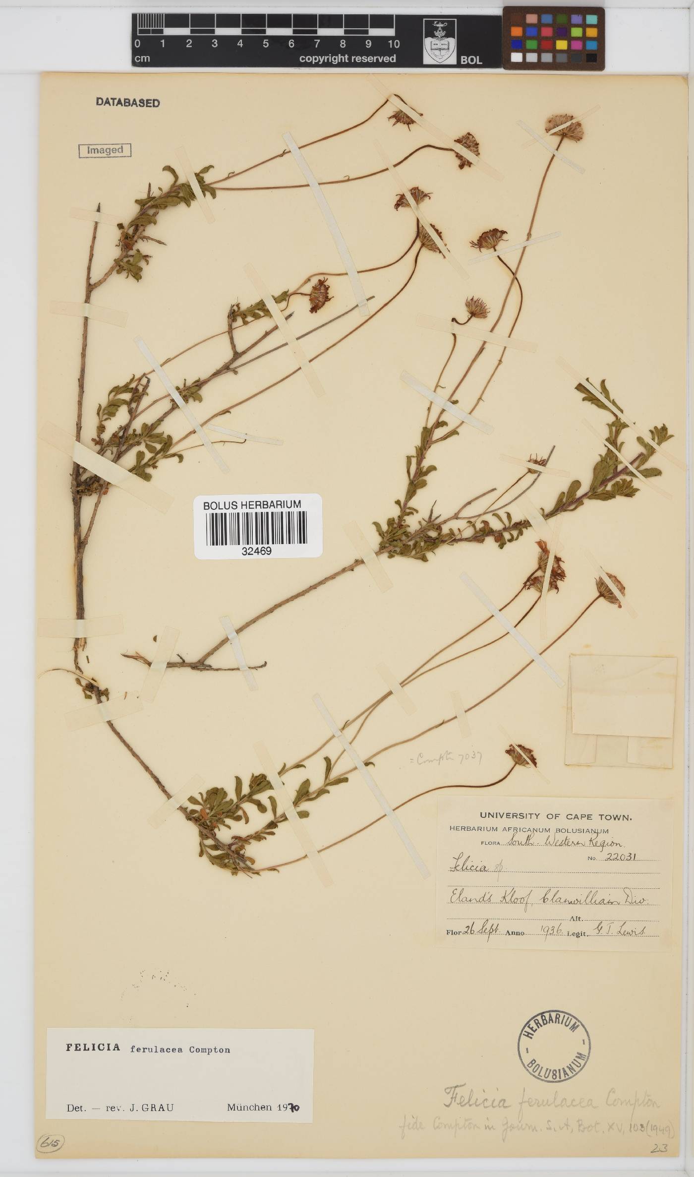 Felicia ferulacea image