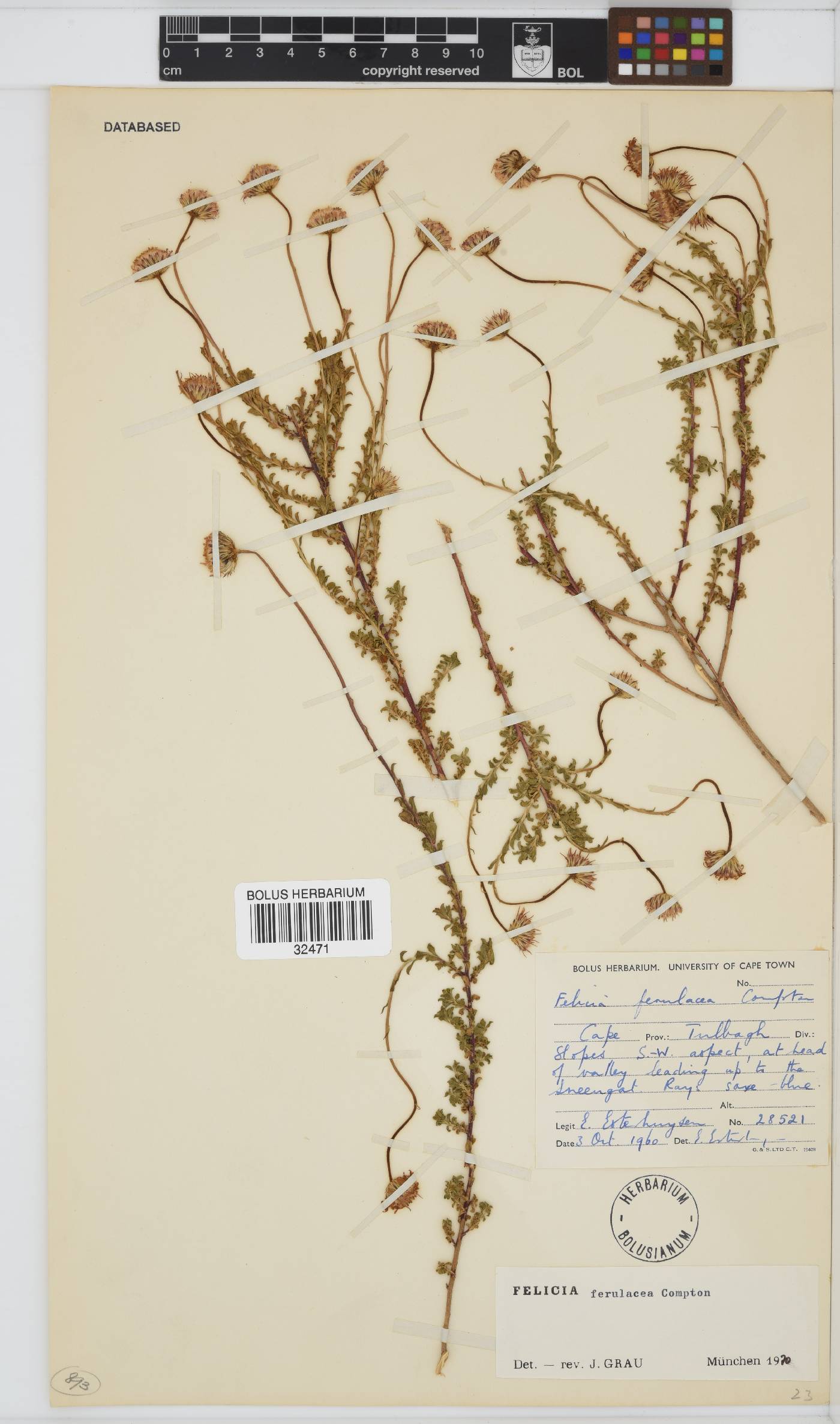 Felicia ferulacea image