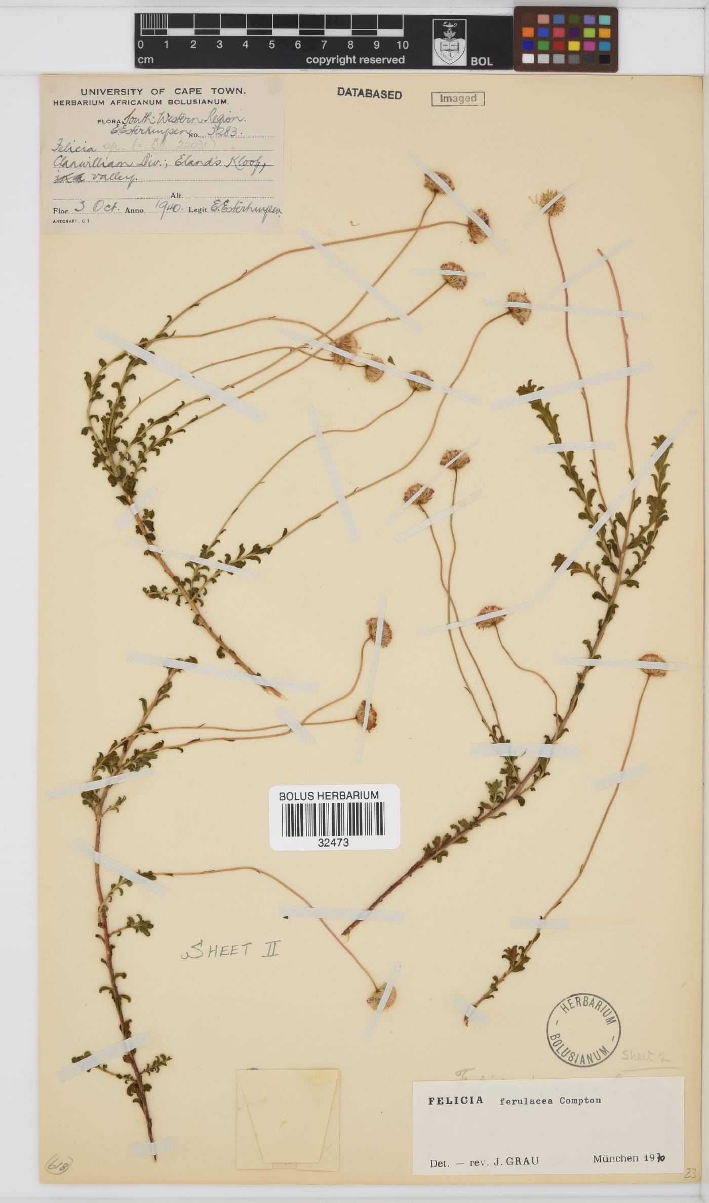 Felicia ferulacea image