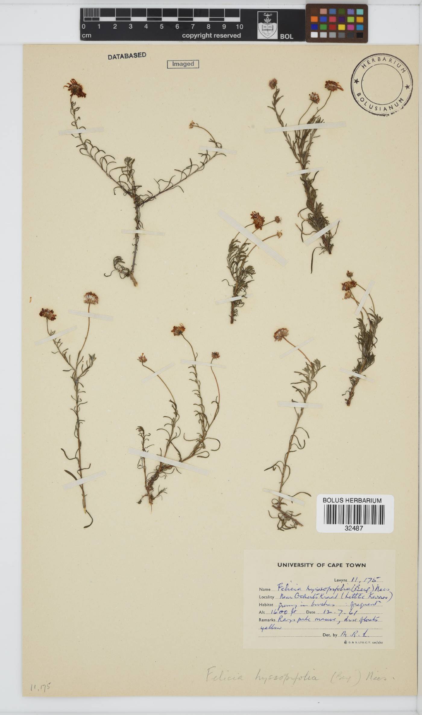 Felicia hyssopifolia subsp. hyssopifolia image