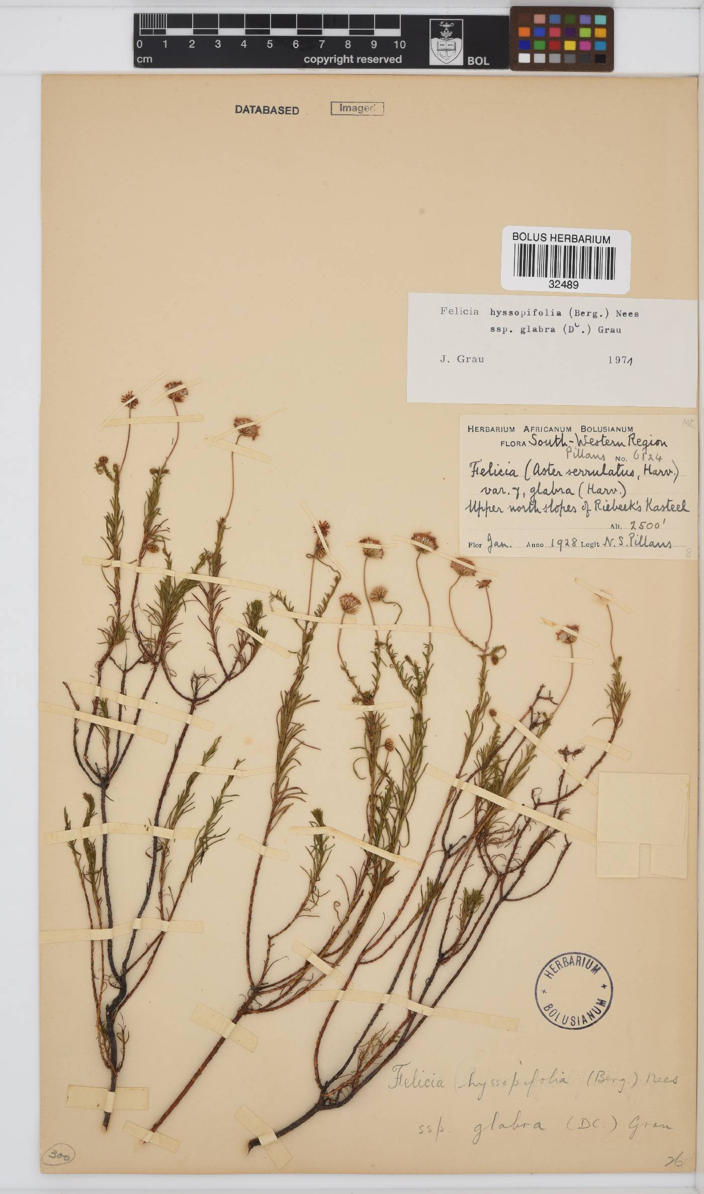 Felicia hyssopifolia subsp. glabra image