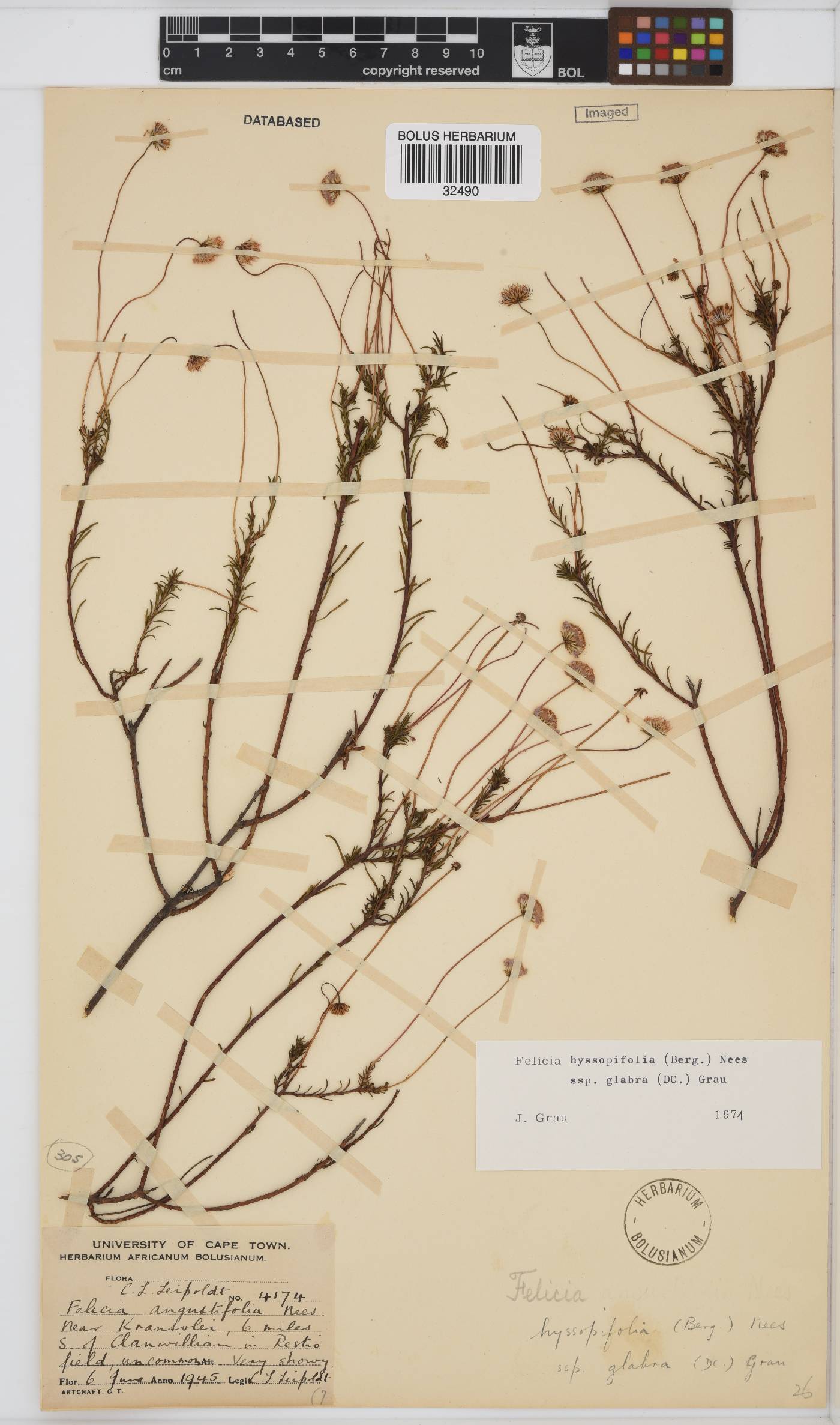 Felicia hyssopifolia subsp. glabra image