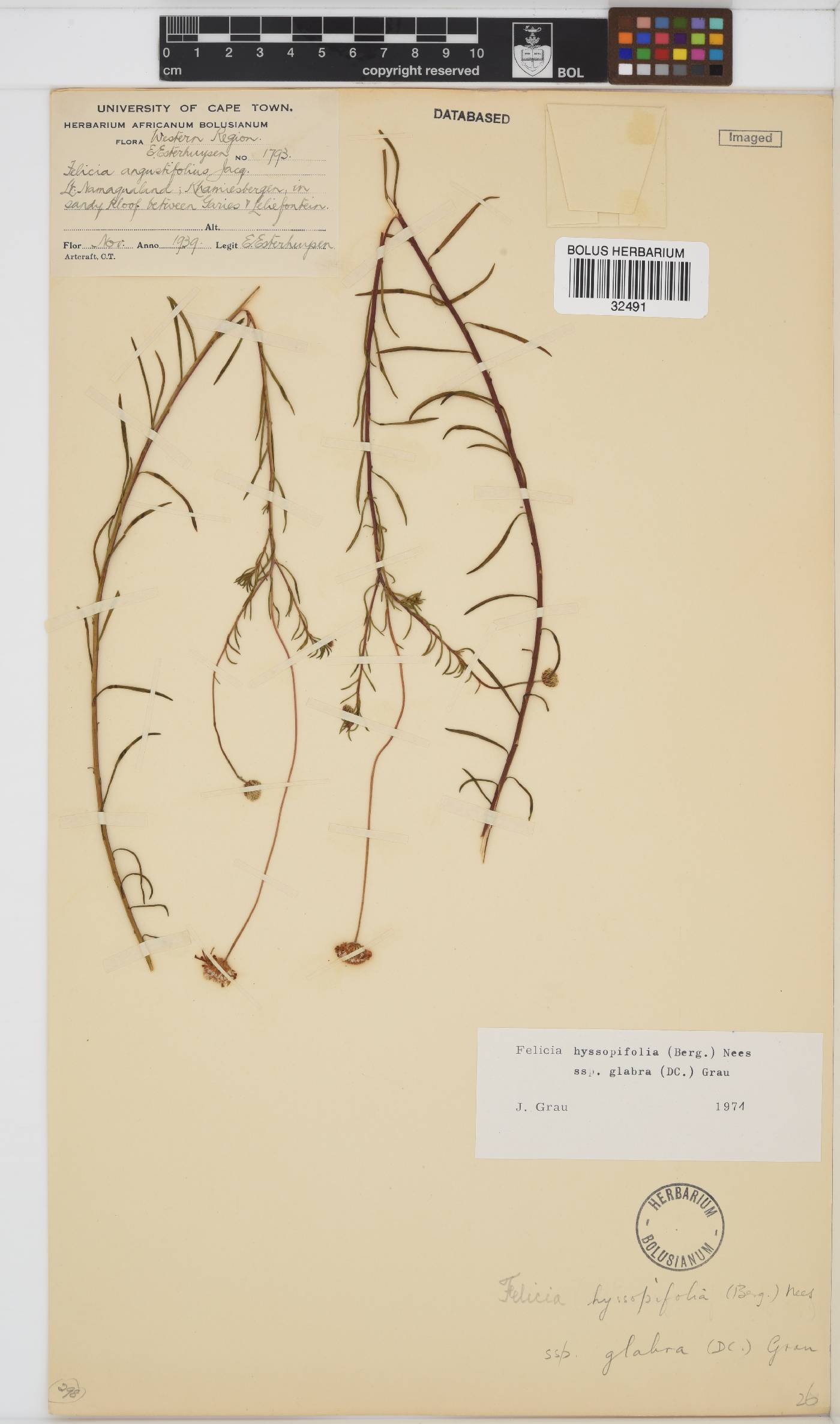 Felicia hyssopifolia subsp. glabra image