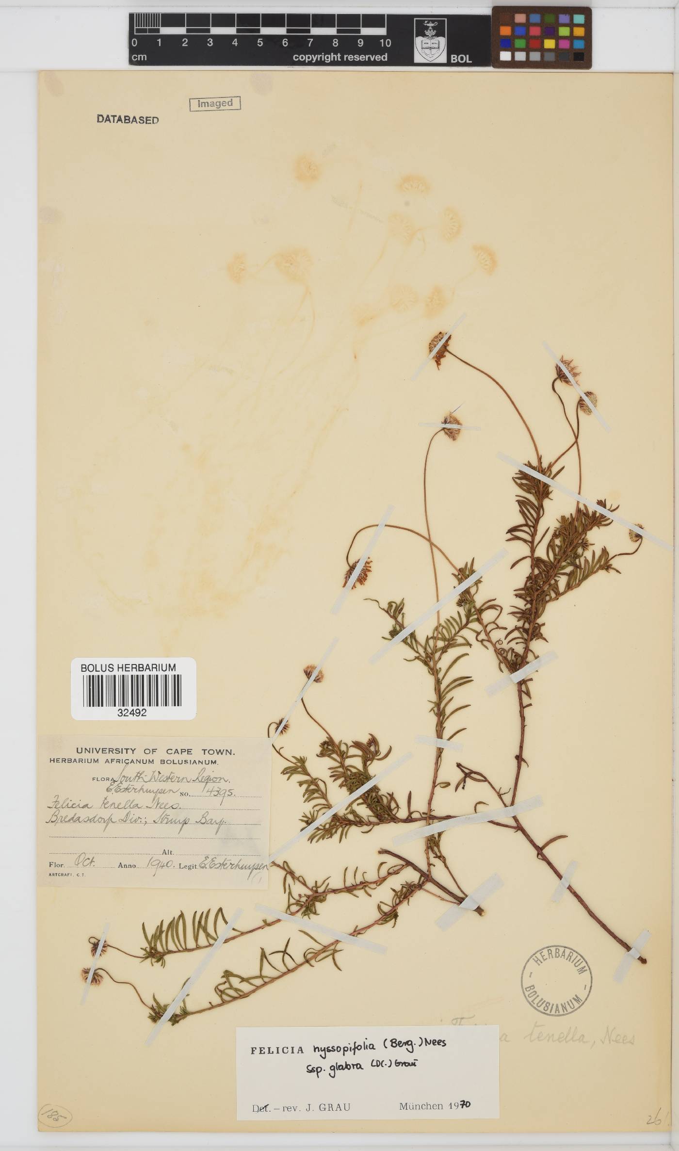 Felicia hyssopifolia subsp. glabra image