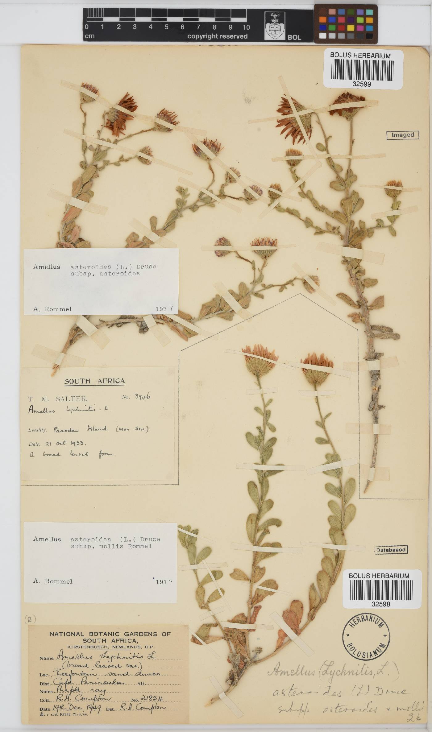 Amellus asteroides image