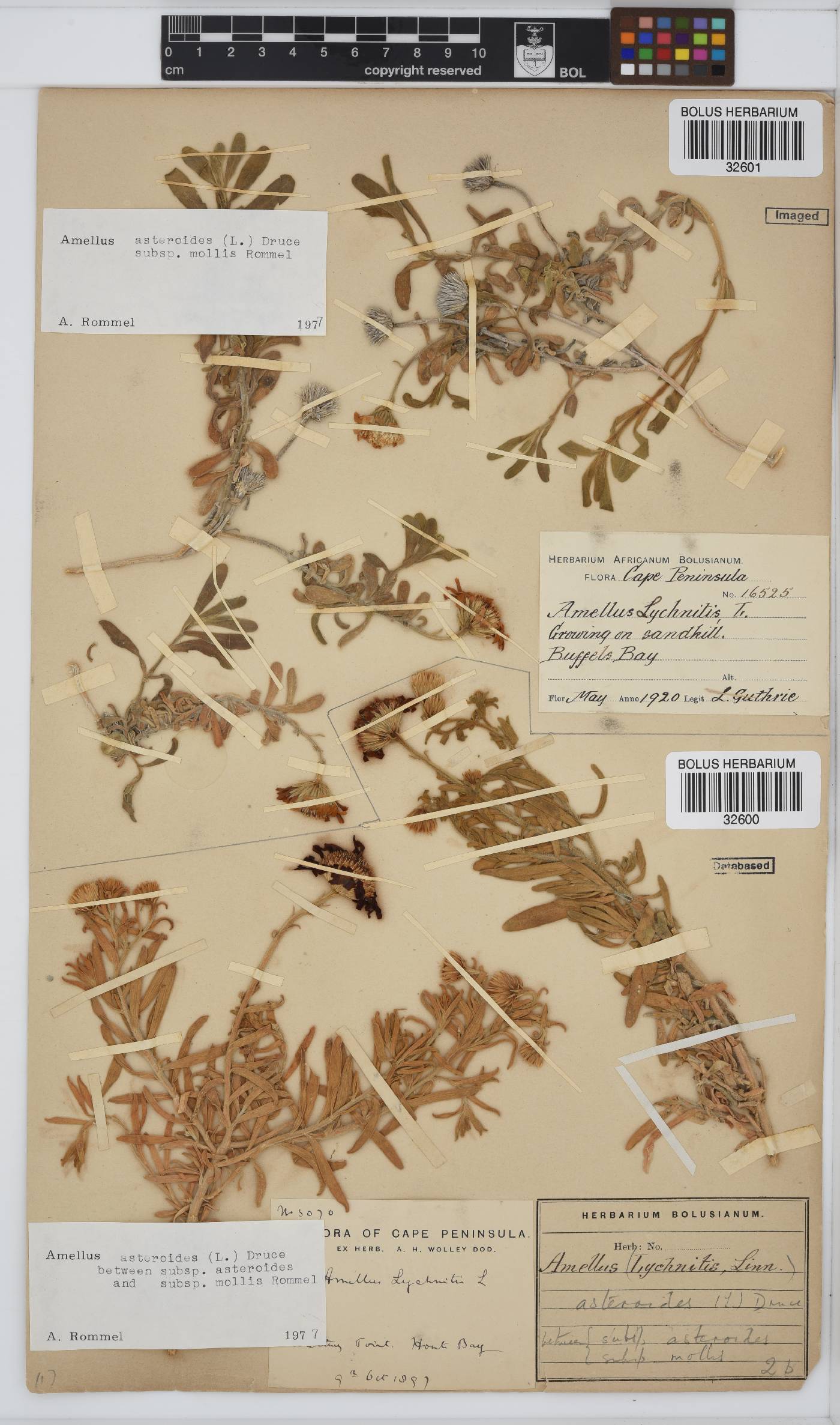 Amellus asteroides subsp. mollis image