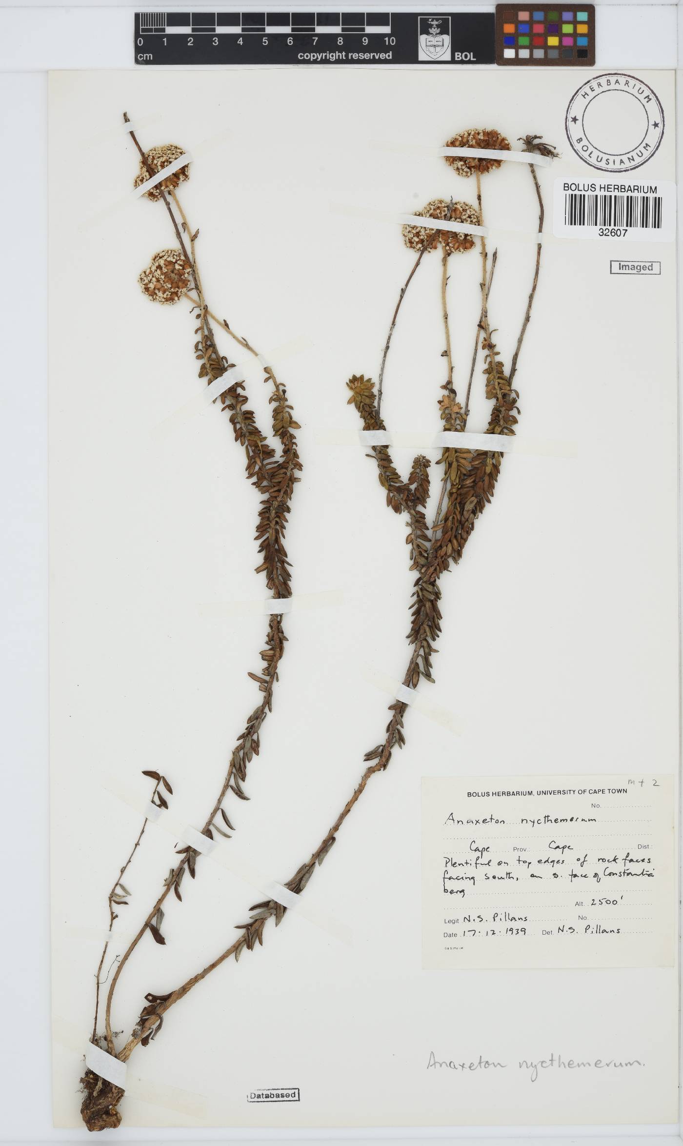 Anaxeton nycthemerum image