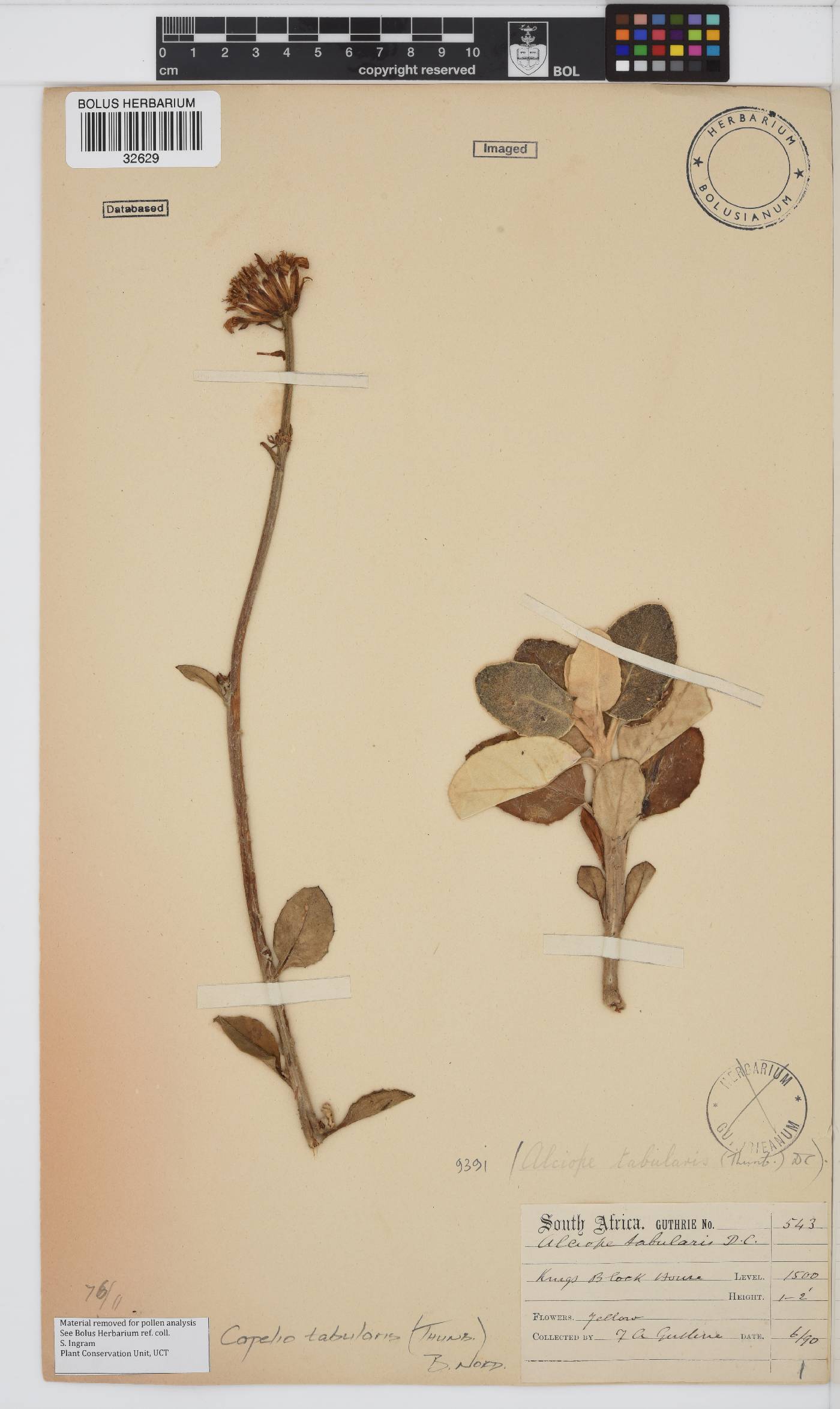 Capelio tabularis image