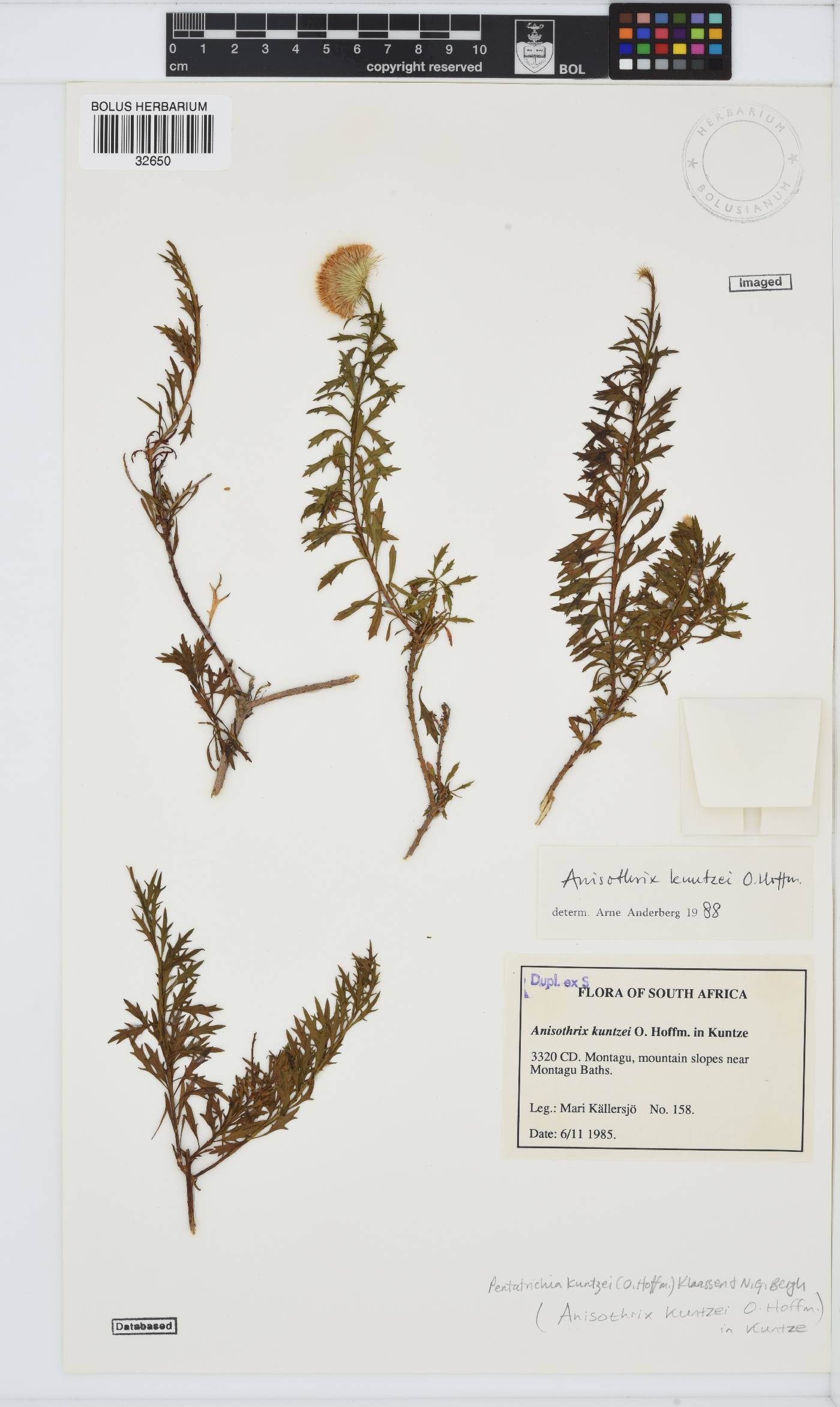 Pentatrichia kuntzei image