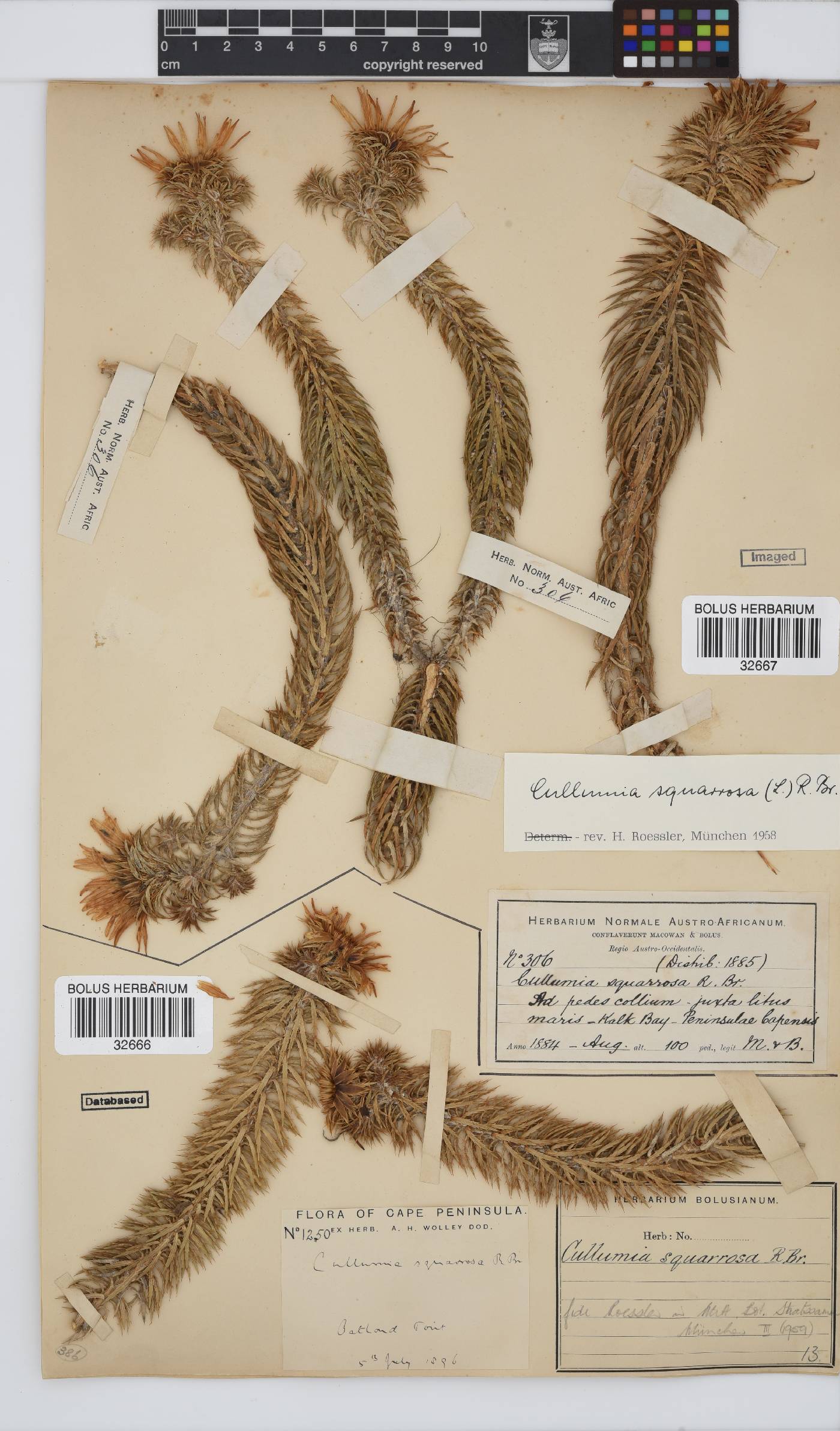Cullumia squarrosa image