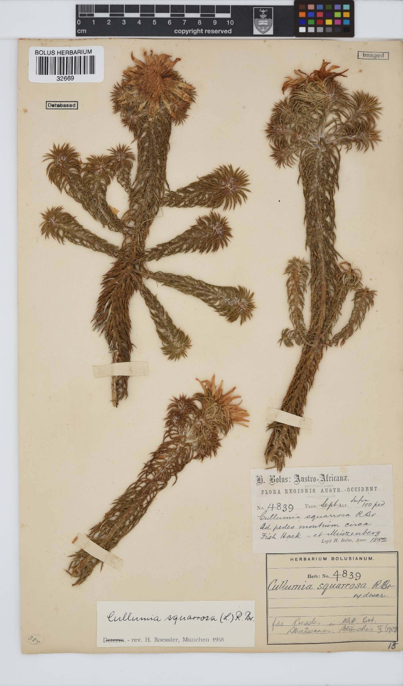 Cullumia squarrosa image