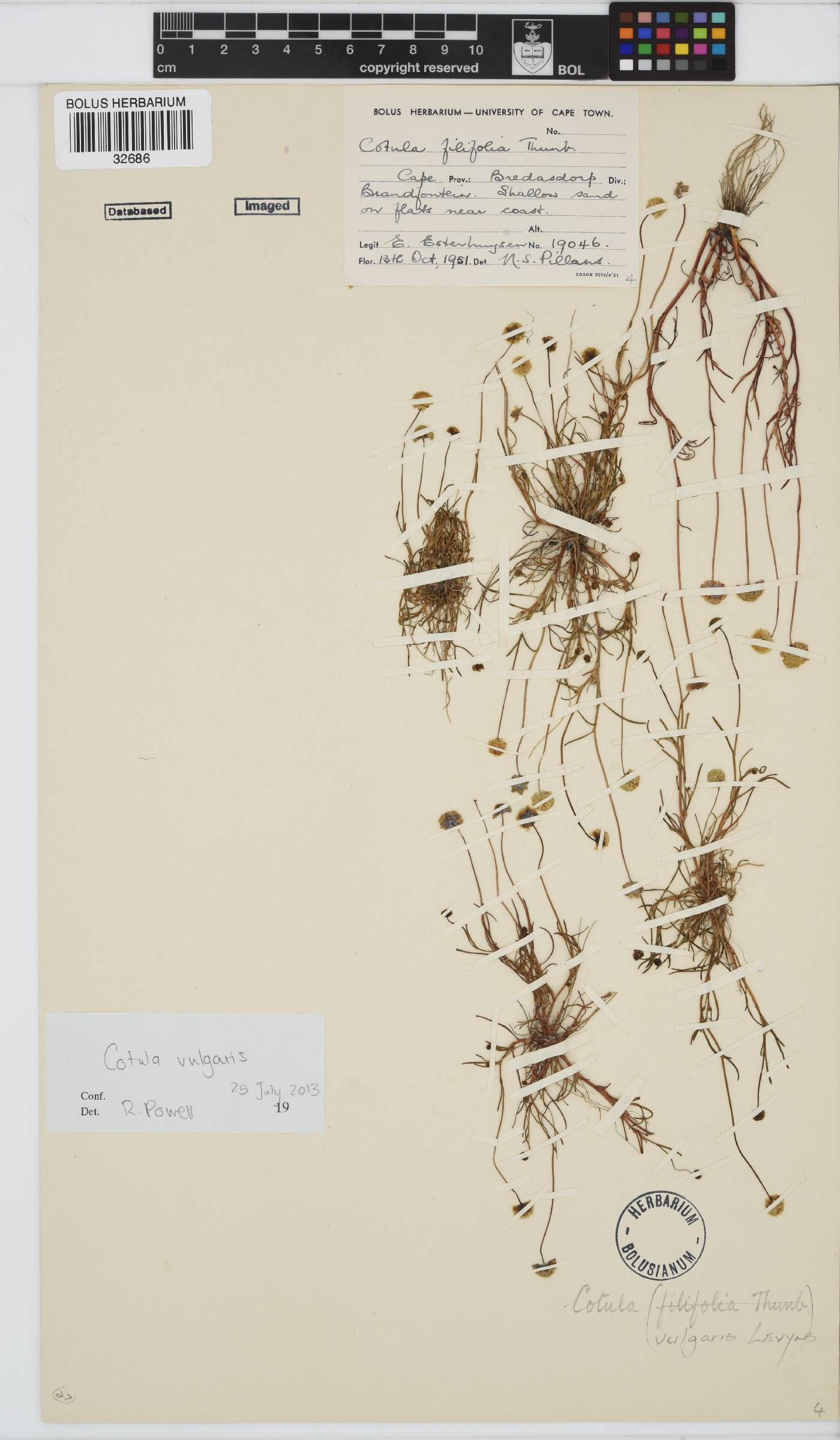 Cotula vulgaris image