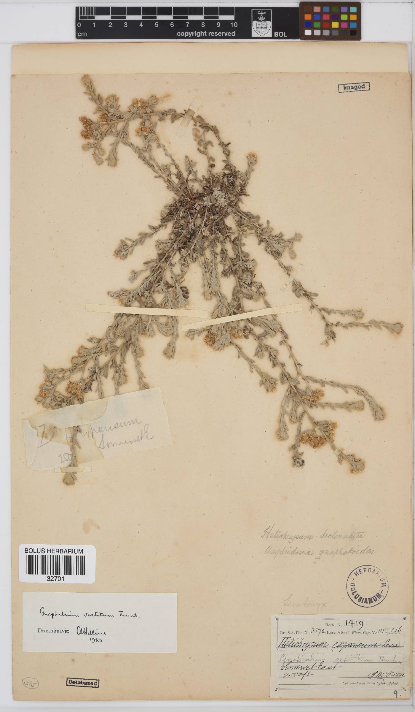 Gnaphalium vestitum image