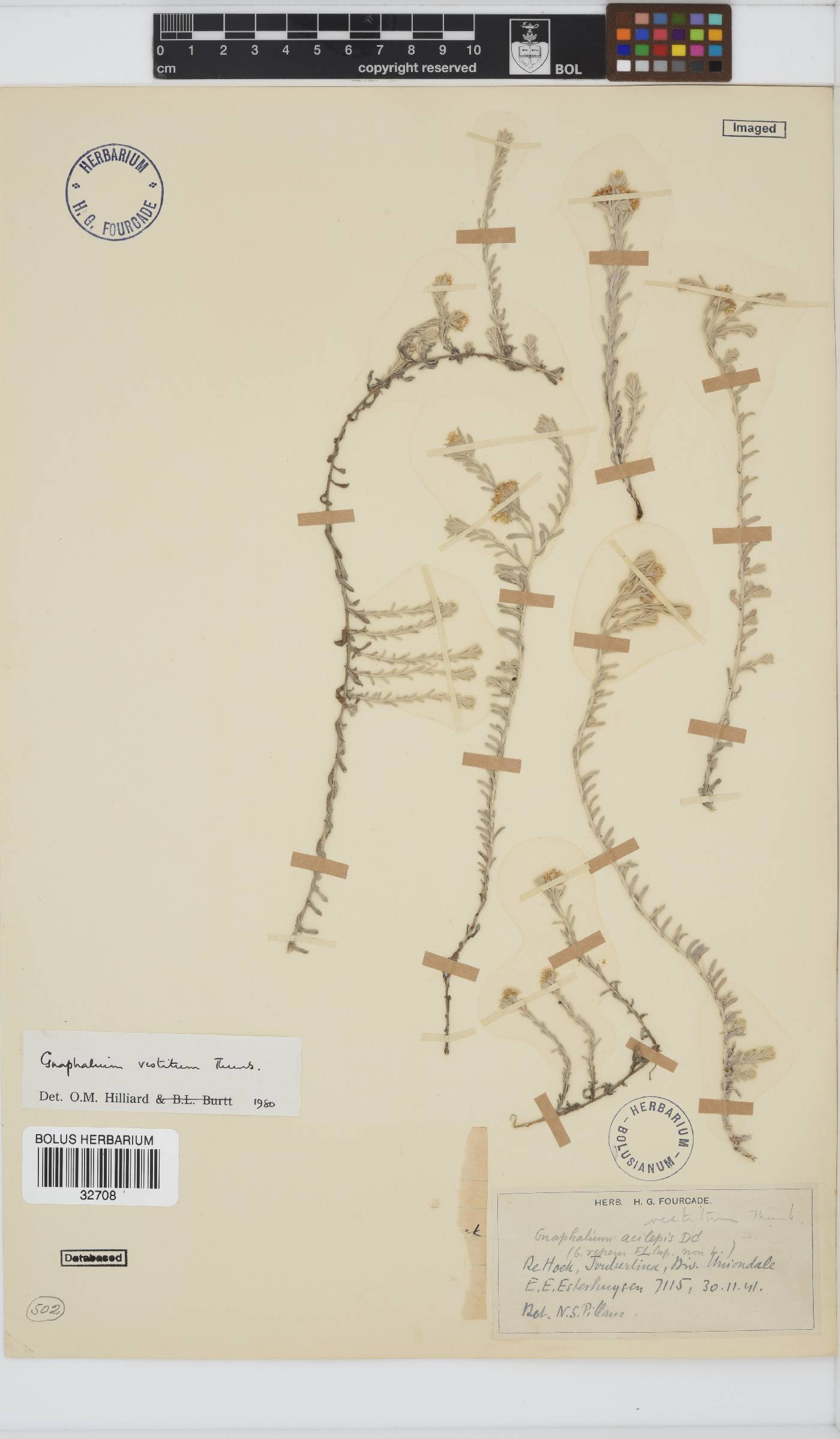 Gnaphalium vestitum image