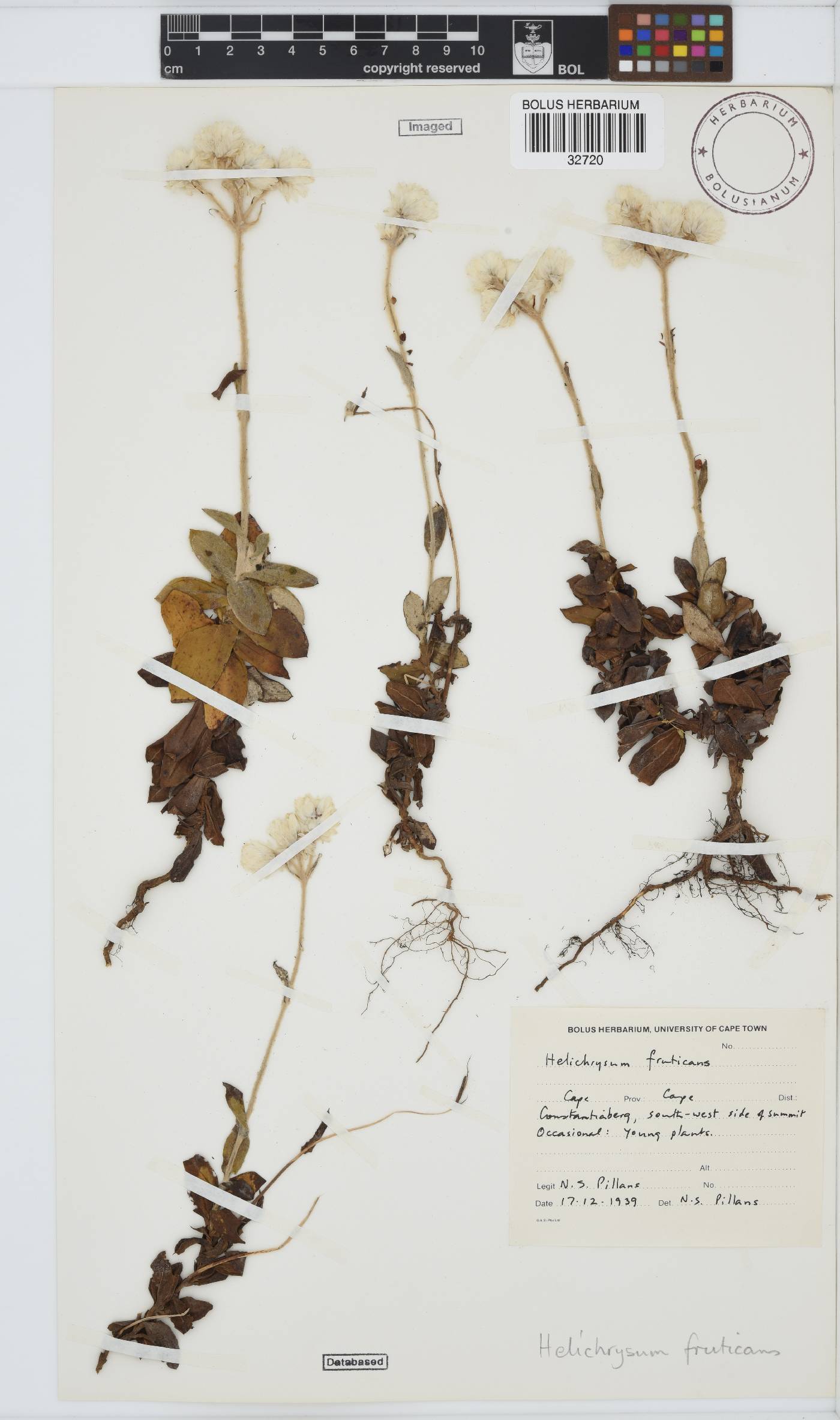 Helichrysum fruticans image