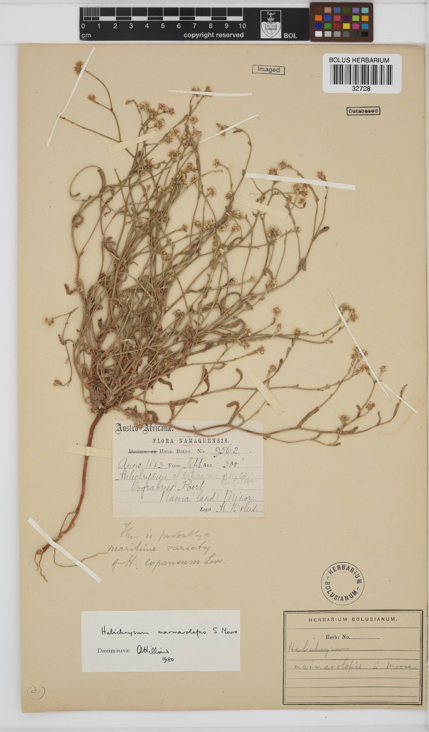 Helichrysum marmarolepis image